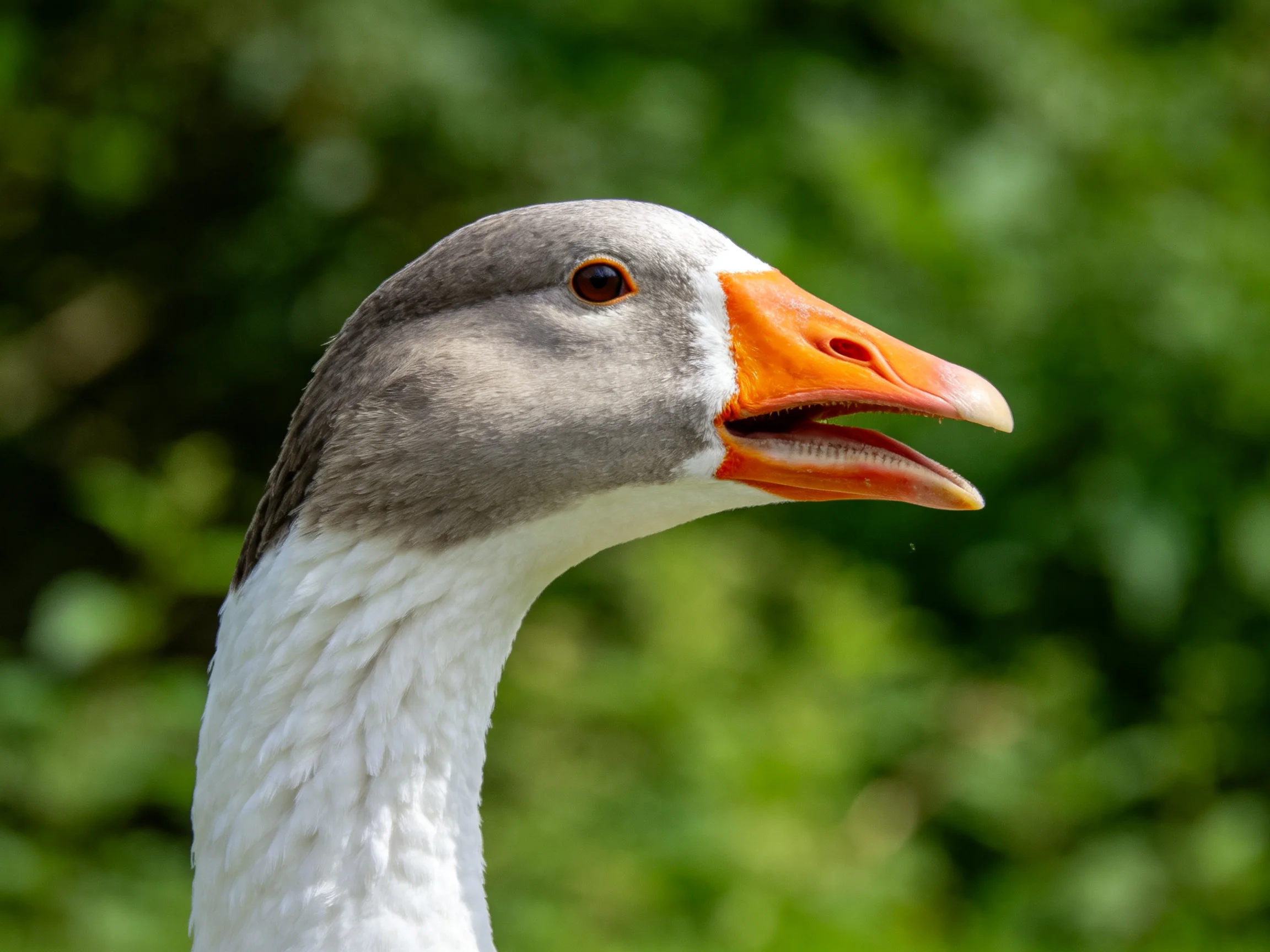 A close - up of a gray - headed goose with an orange beak against green foliage