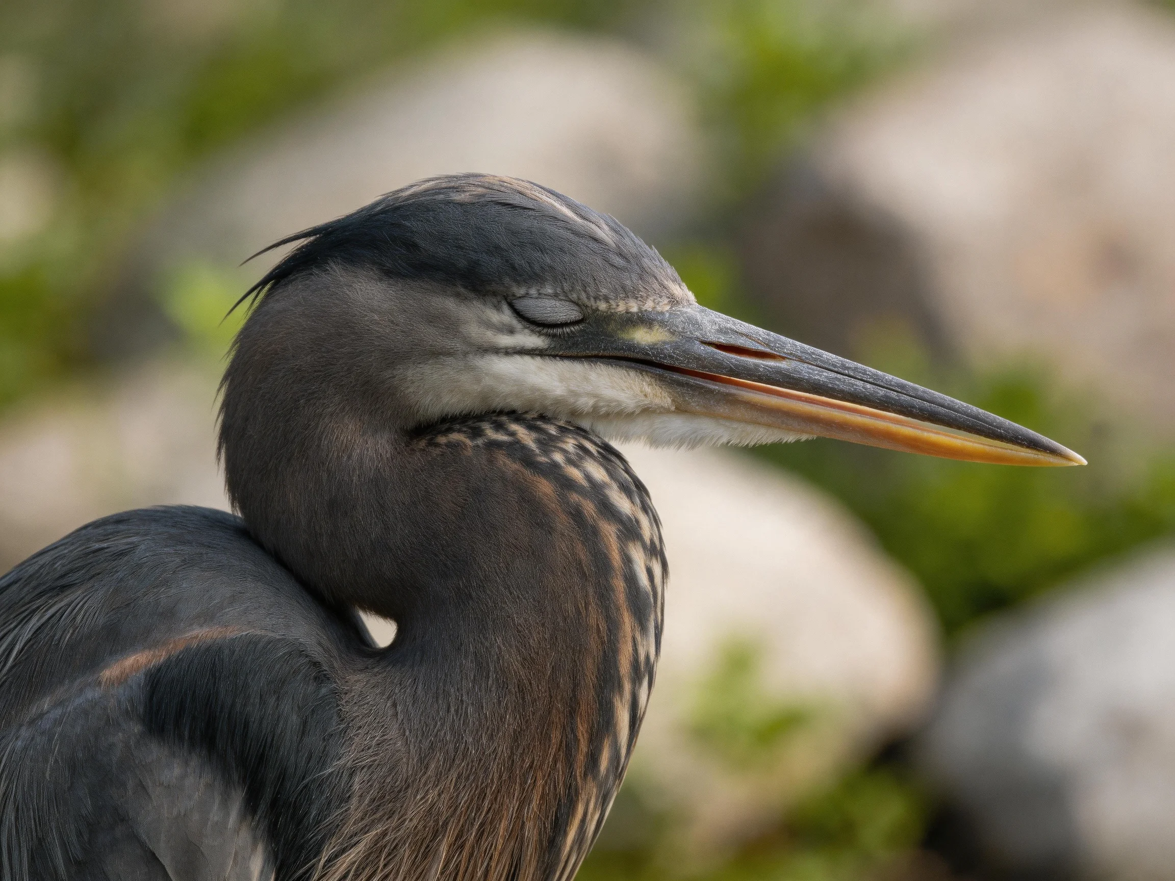 A close-up of a gray heron with long pointed beak