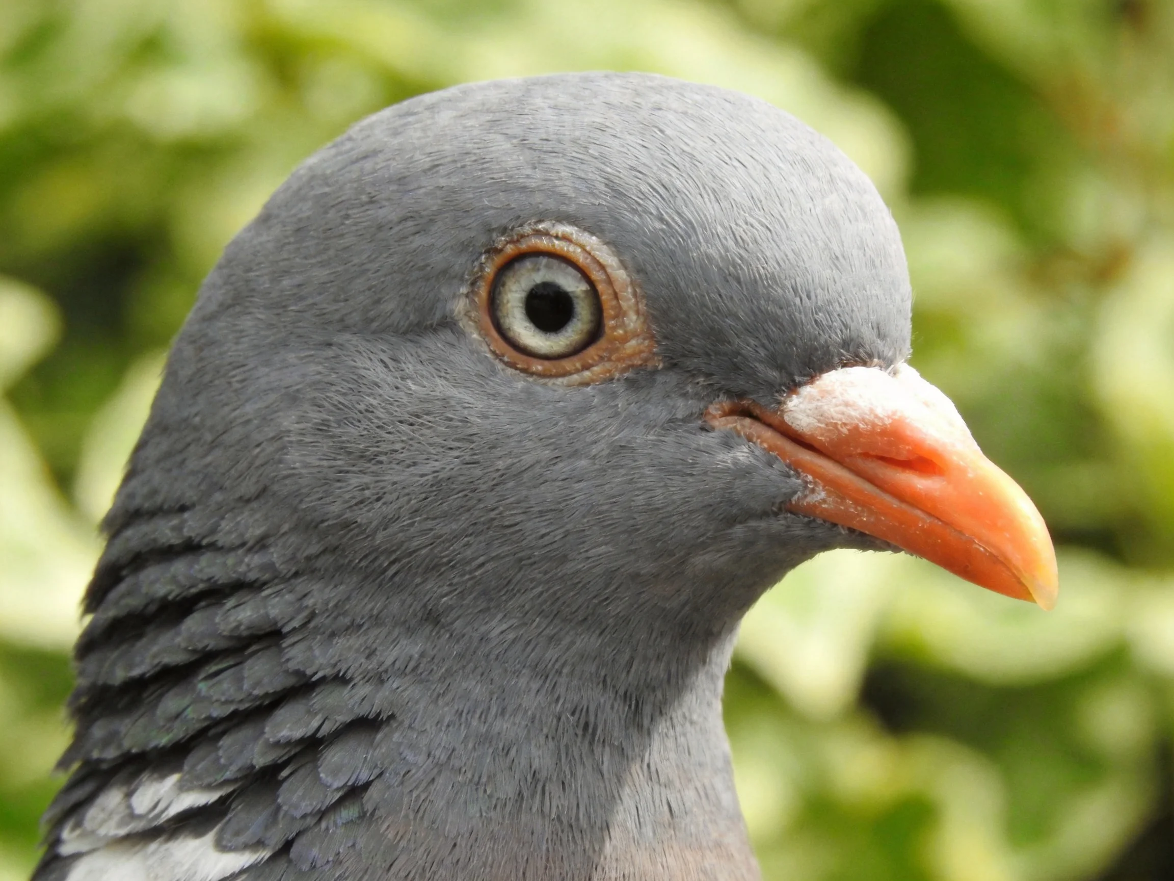 A close - up of a gray pigeon with an orange beak