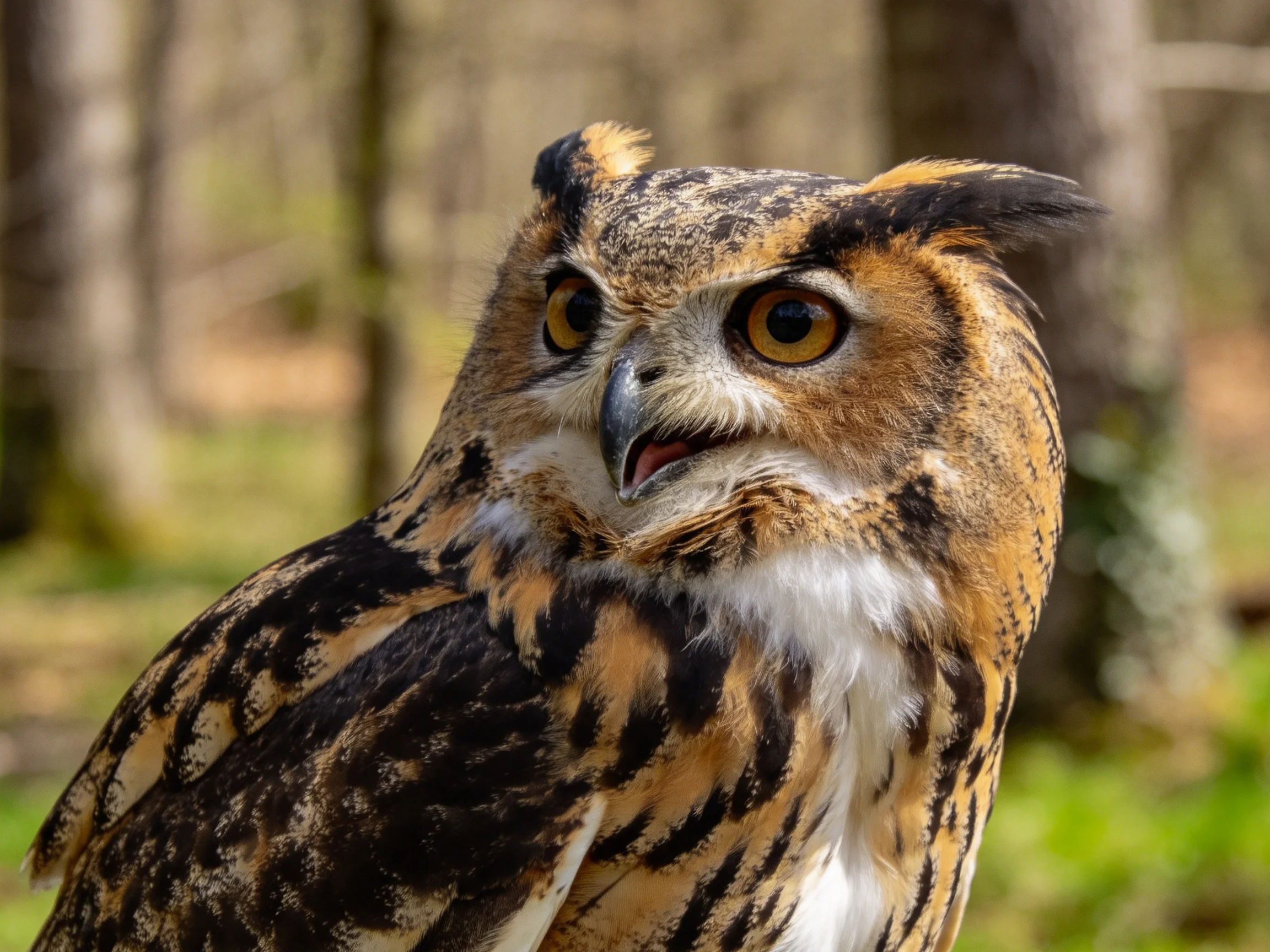 A close-up of a great horned owl with brown, black, and white plumage
