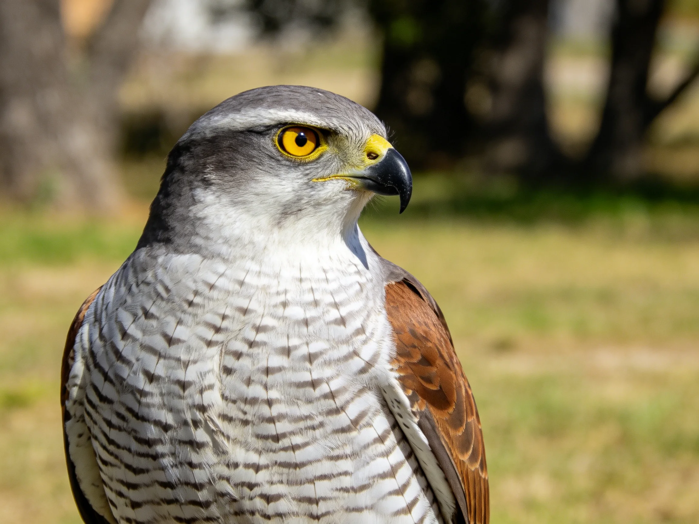 A close - up of a hawk with gray head, yellow eye, and brown wings