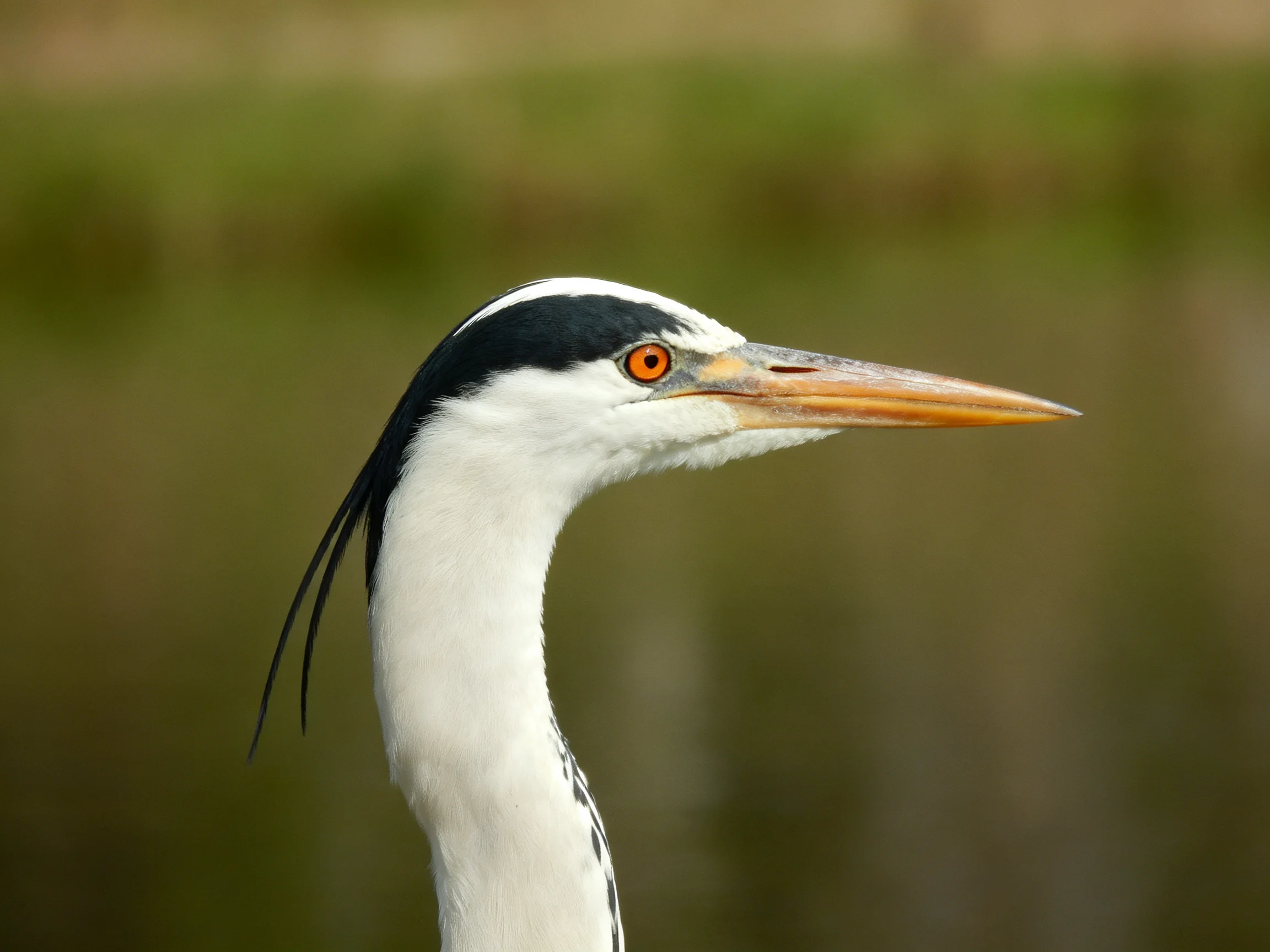 A close - up of a heron with black, white, and orange features