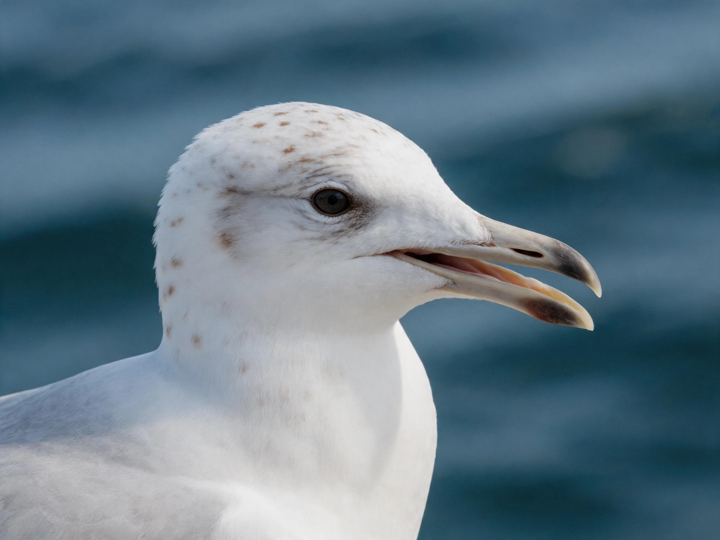 A close - up of a juvenile gull with speckled head near blue water