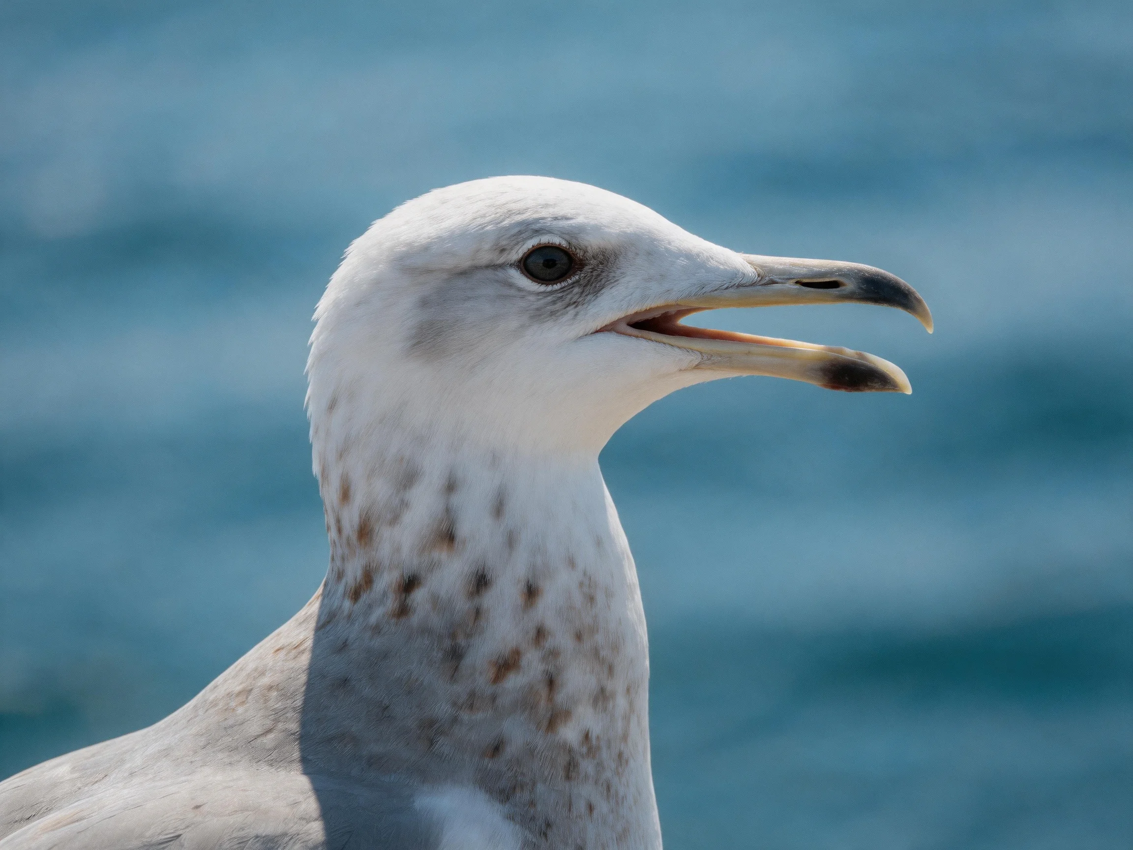 A close - up of a juvenile seagull with an open beak near blue water