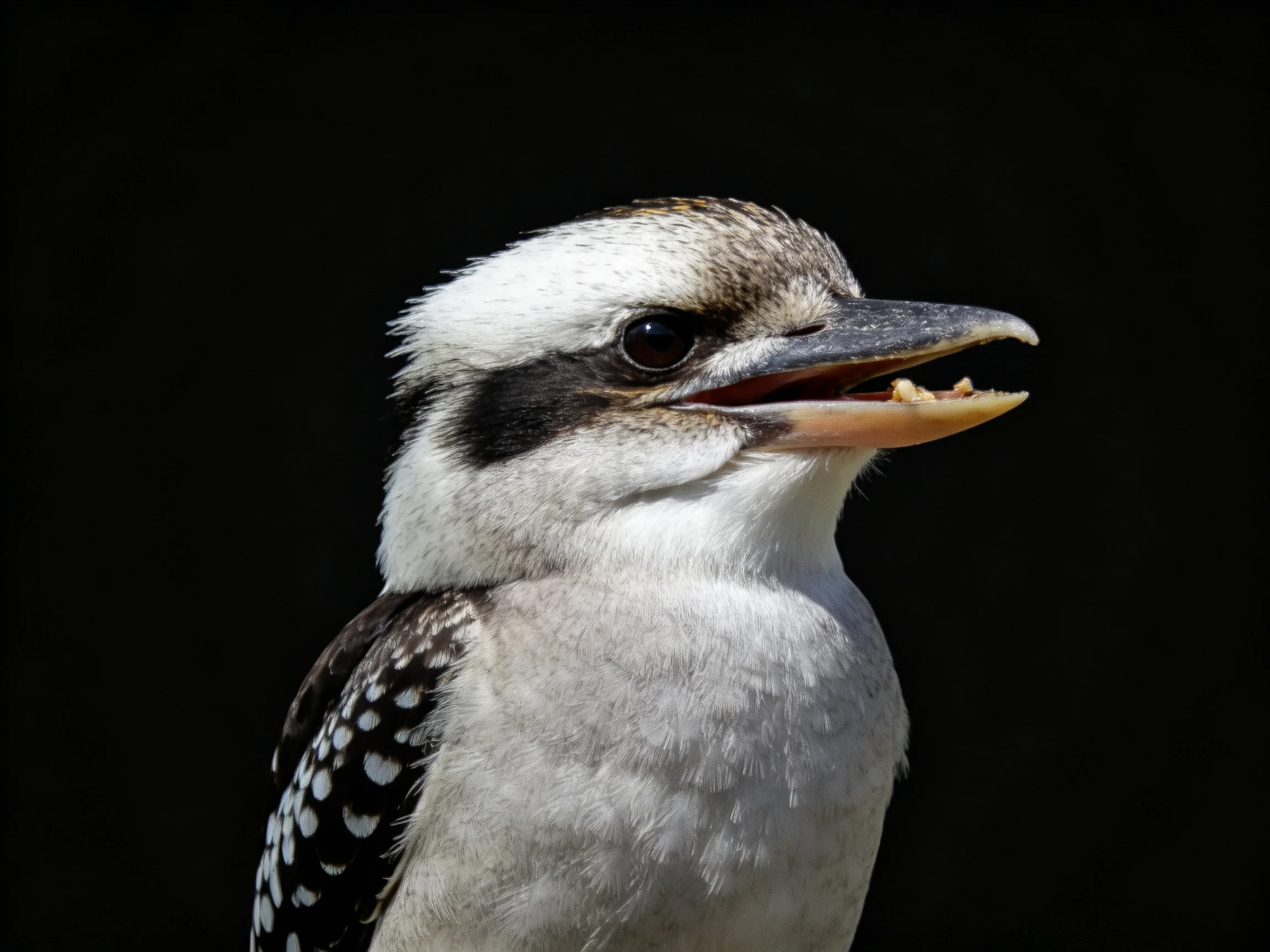 A close - up shows a kookaburra with distinctive spotted wings and white head