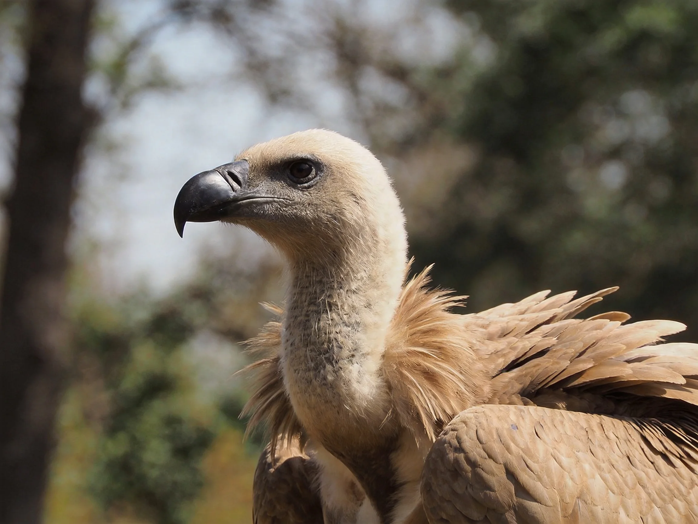 A close - up of a light - brown vulture with a dark beak in nature
