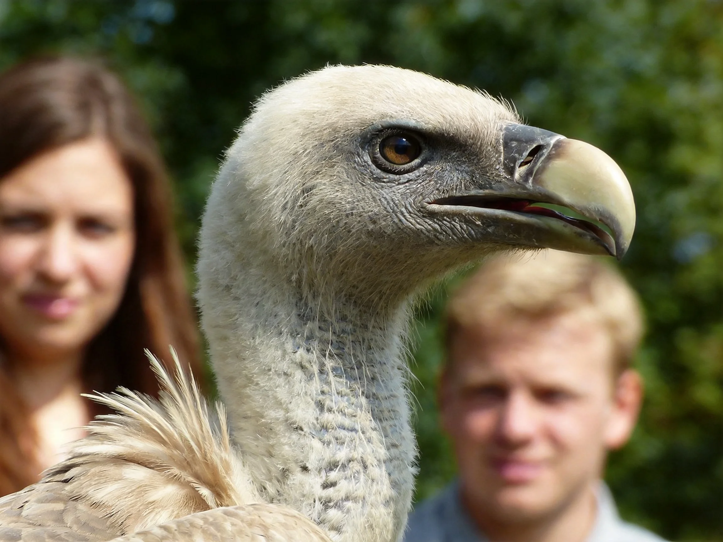A close - up of a light - headed vulture with two people in the background