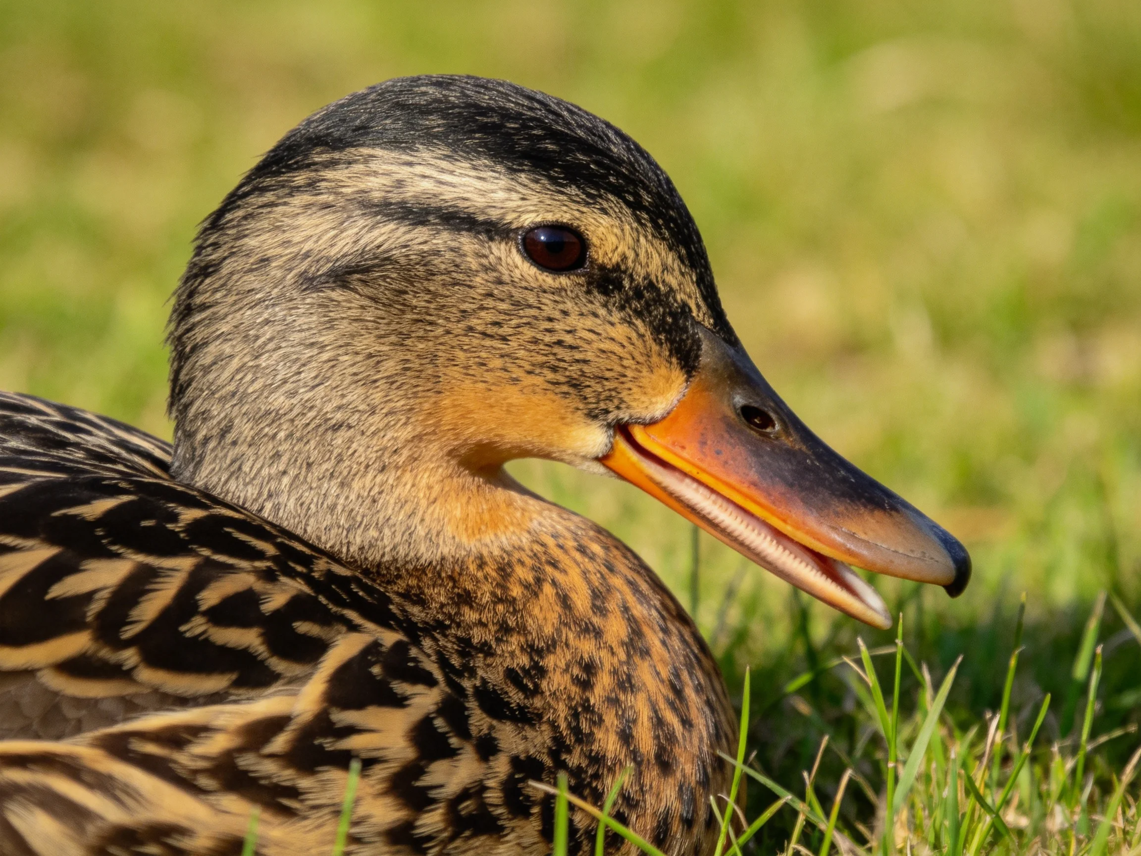 A close-up shows a duck with patterned plumage resting on green grass.