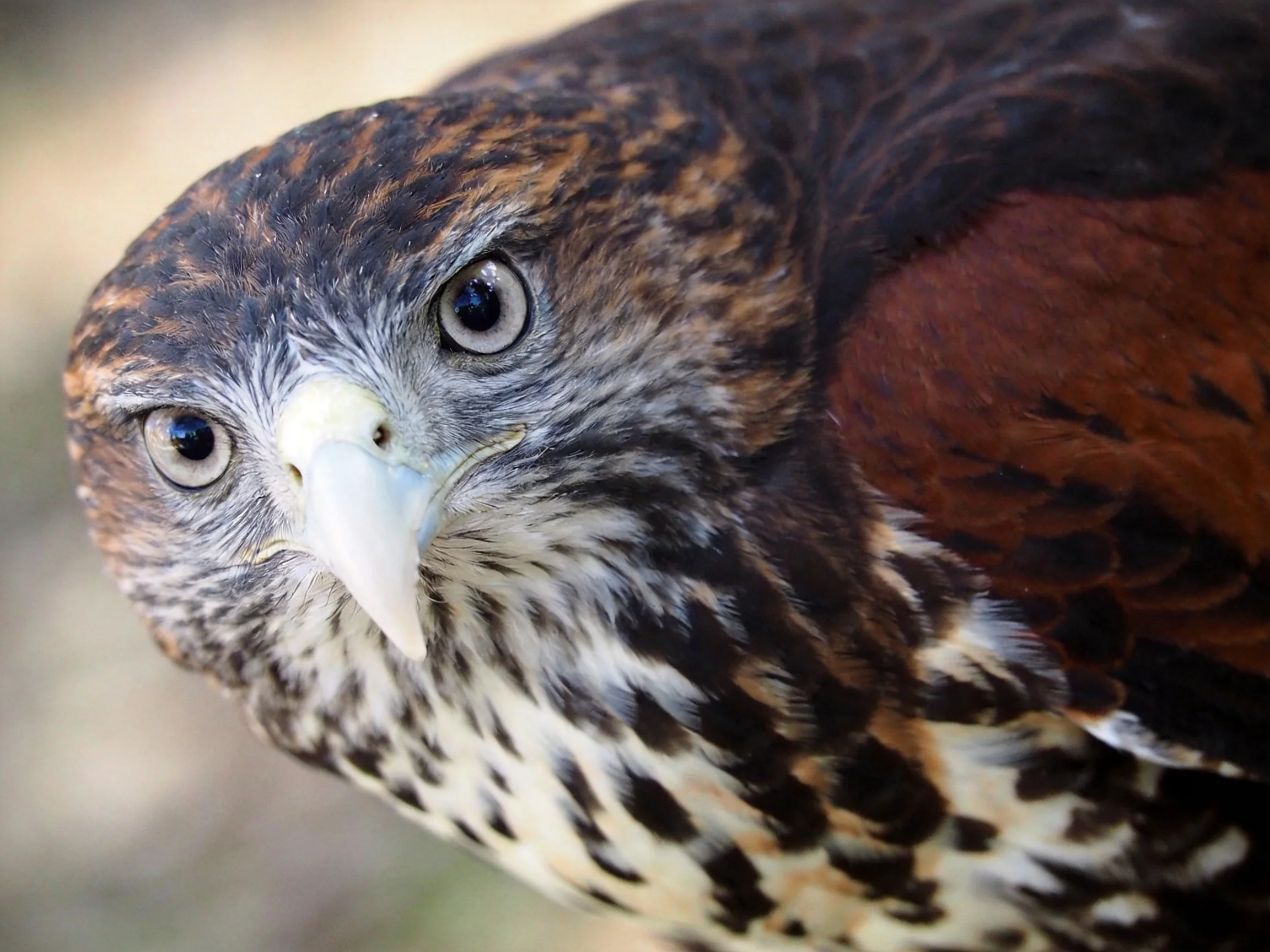 A close - up of a multi - hued raptor with detailed plumage
