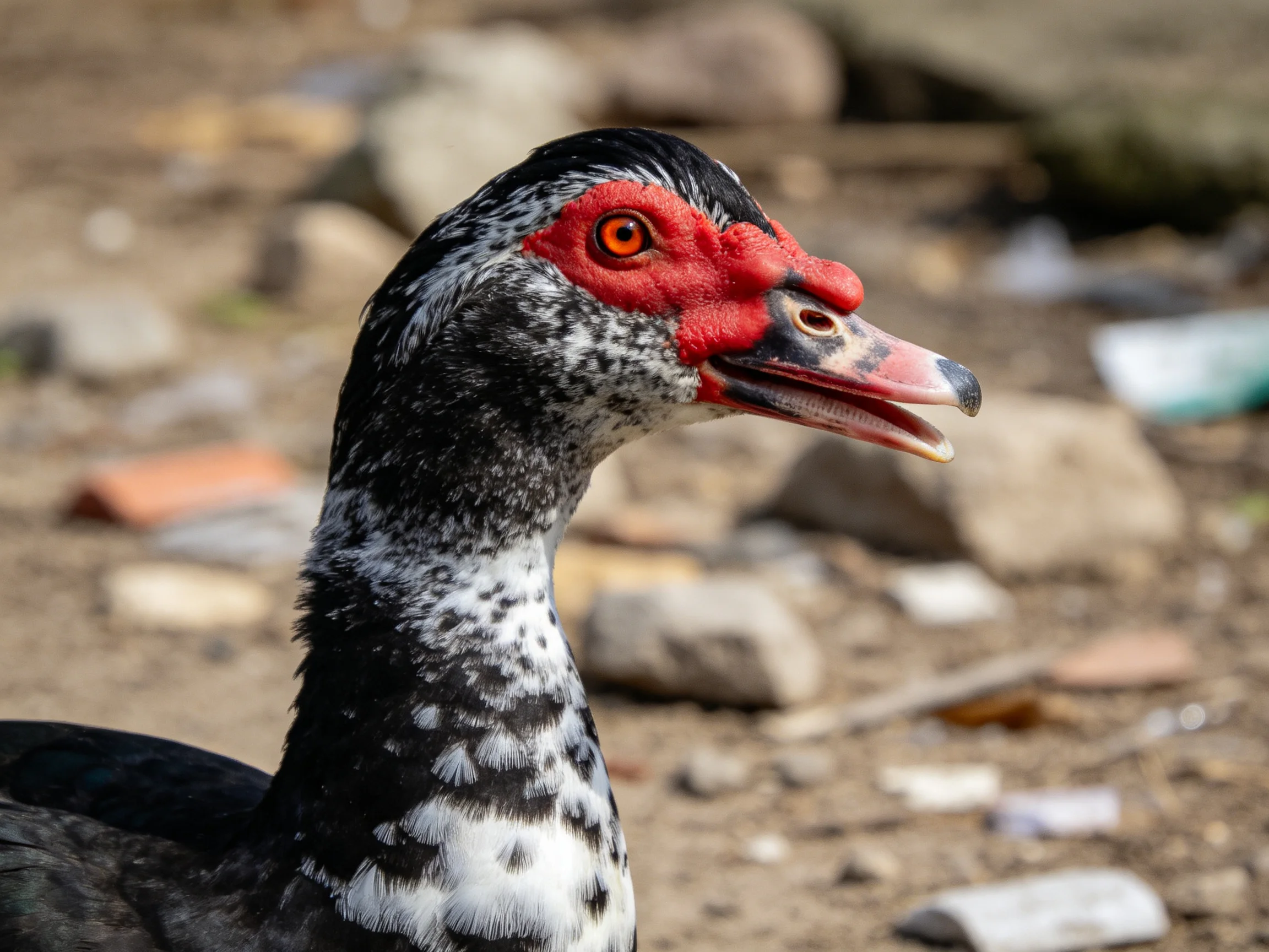 A close-up of a muscovy duck with red facial skin and black-and-white plumage