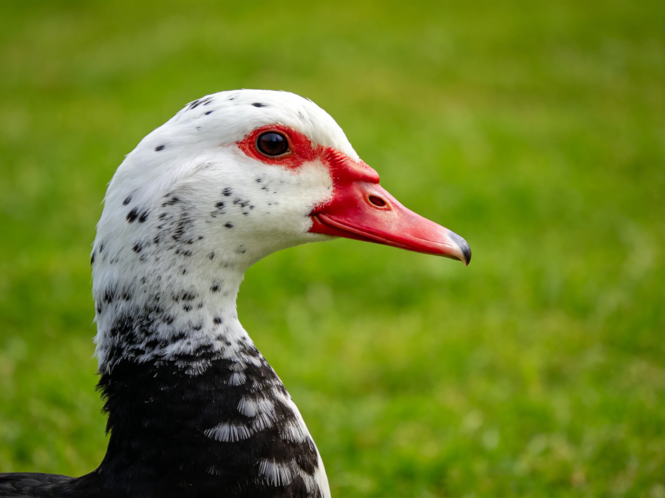 A close - up of a muscovy duck with white - spotted head and red beak