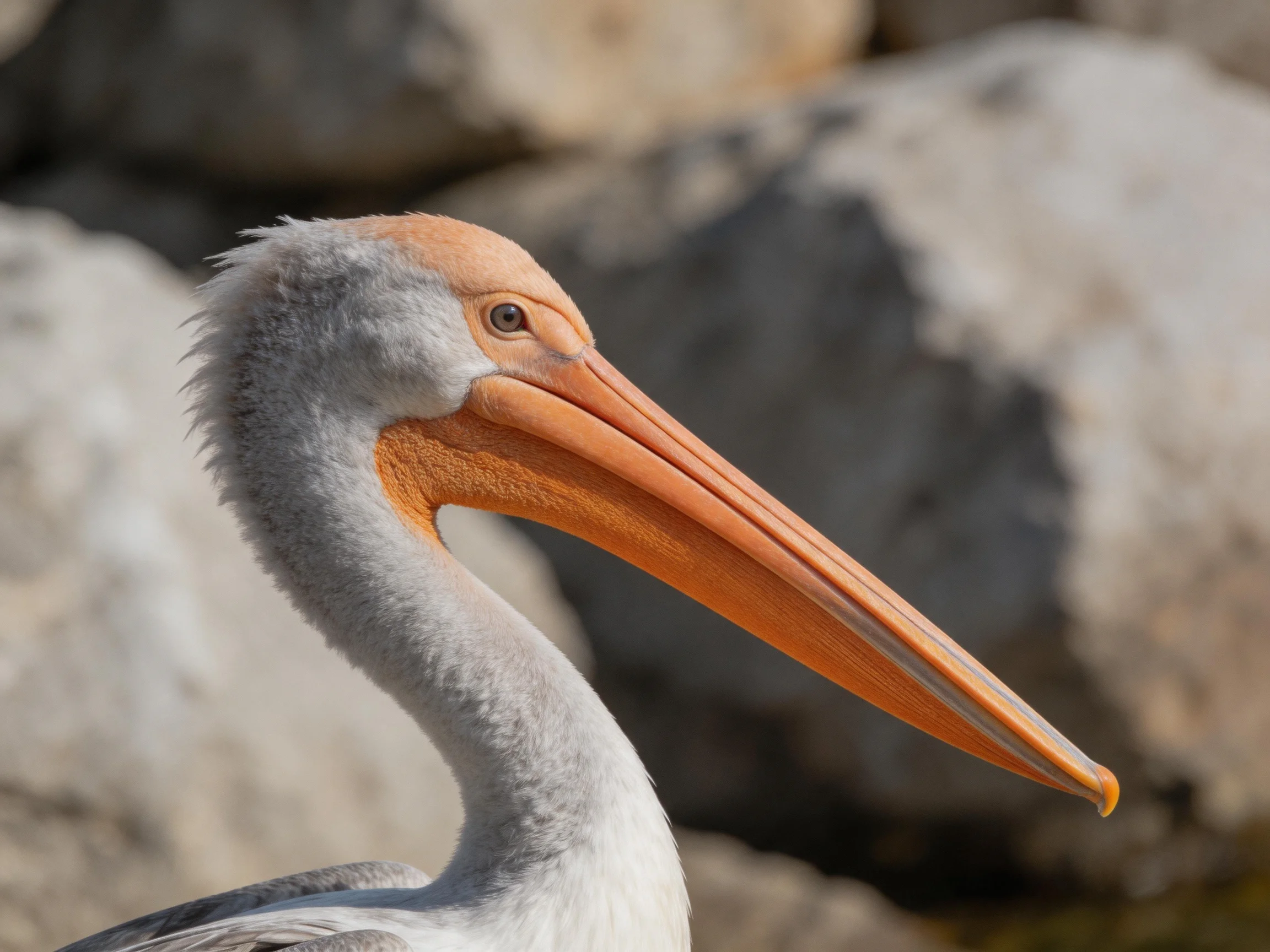 A close - up of a pelican with an orange beak near large rocks