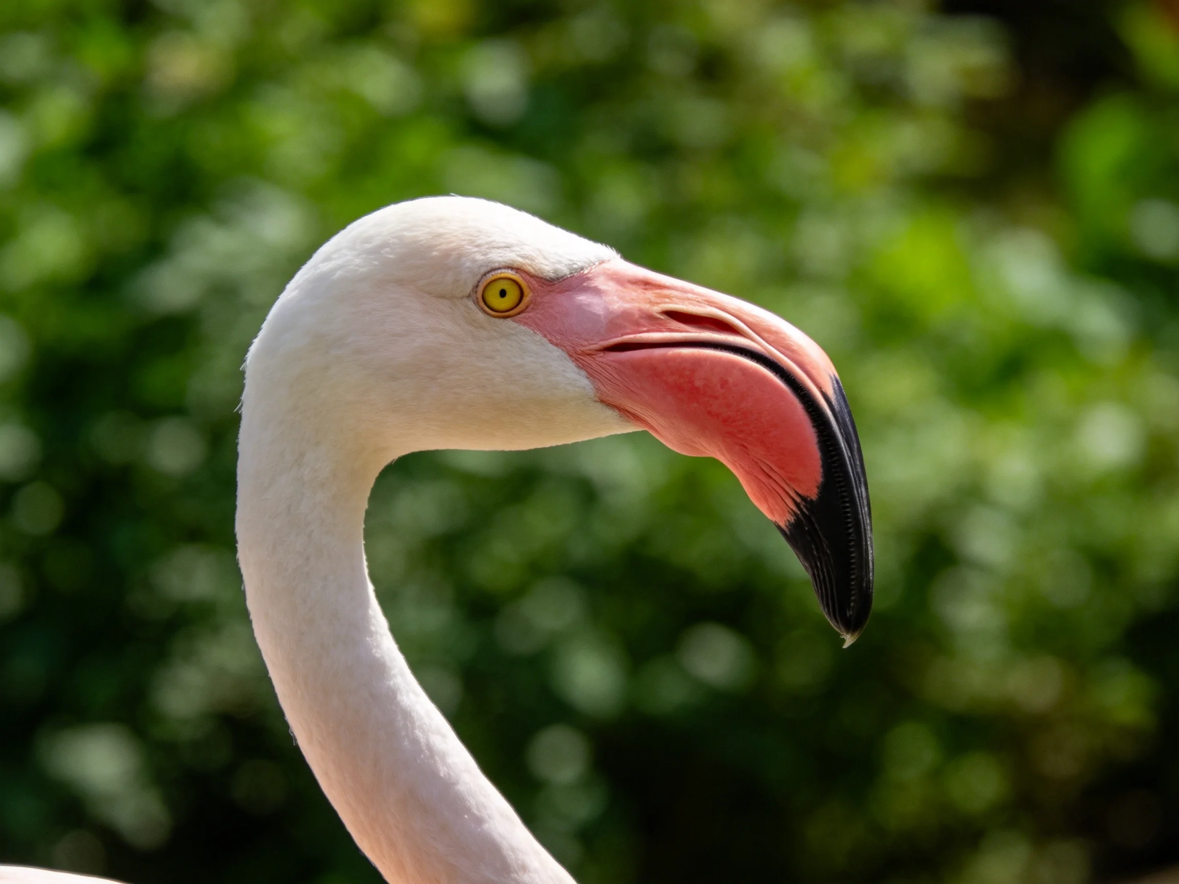 A close - up of a pink - beaked flamingo against lush green foliage