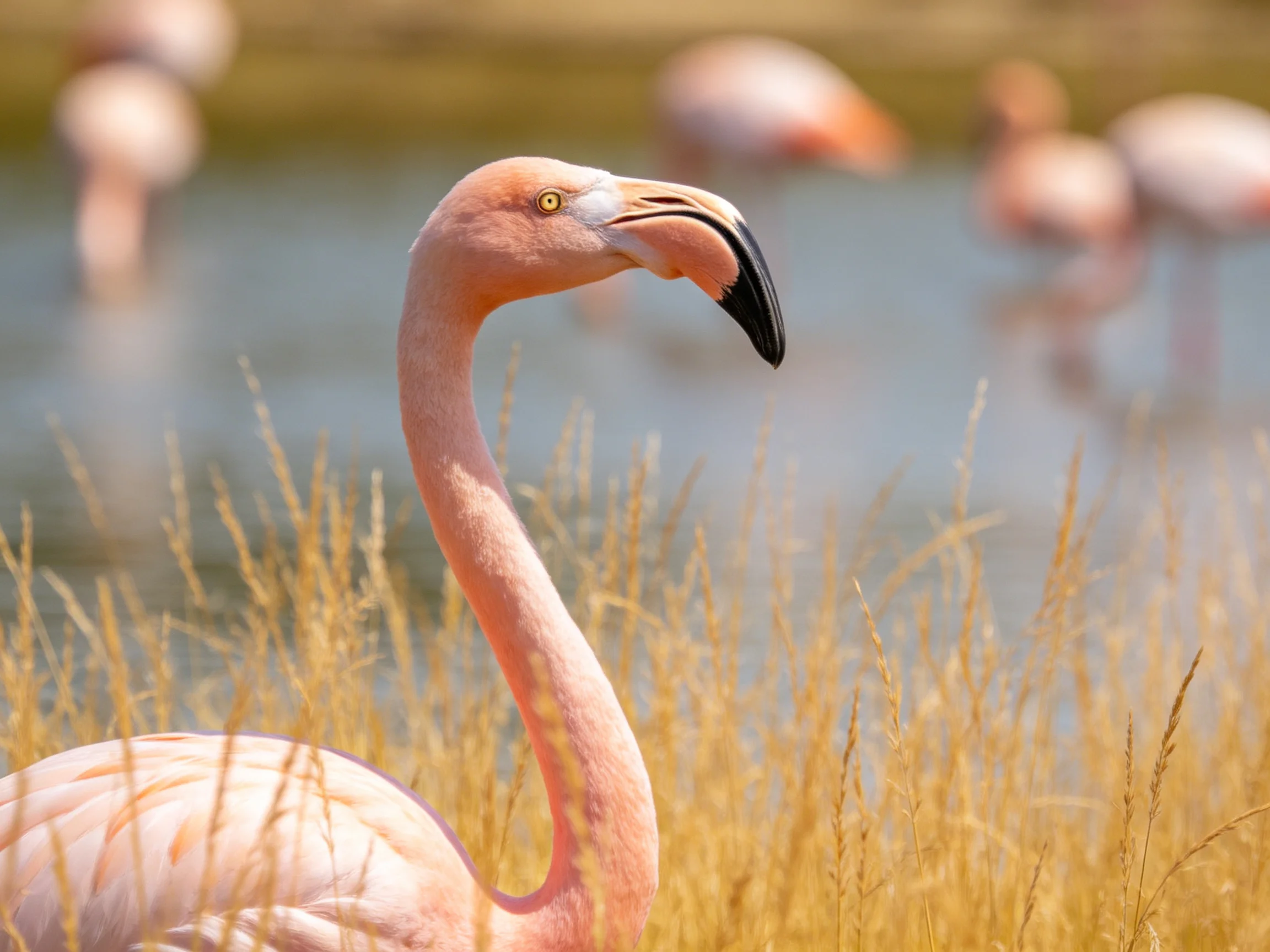 A close - up of a pink flamingo near golden grasses by blue water