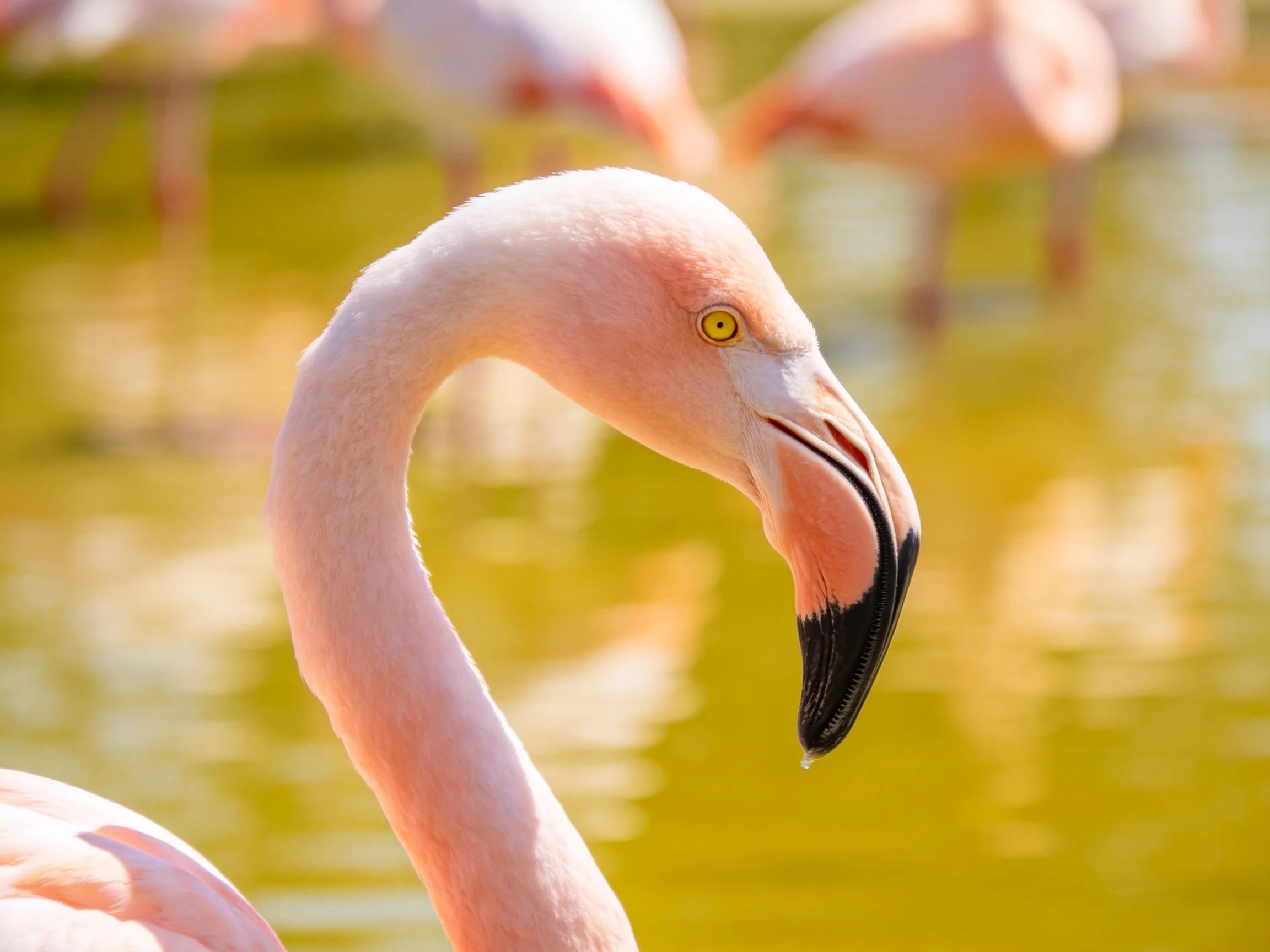 A close - up of a pink flamingo with a curved neck and black beak near water