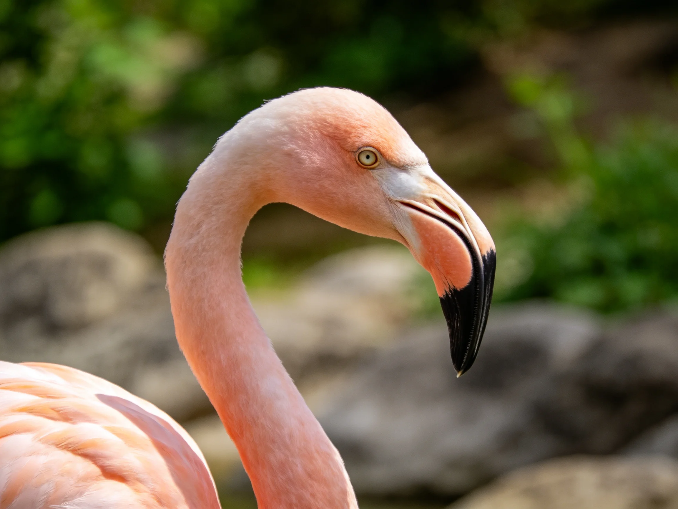 A close-up of a pink flamingo with a curved neck and black-tipped beak