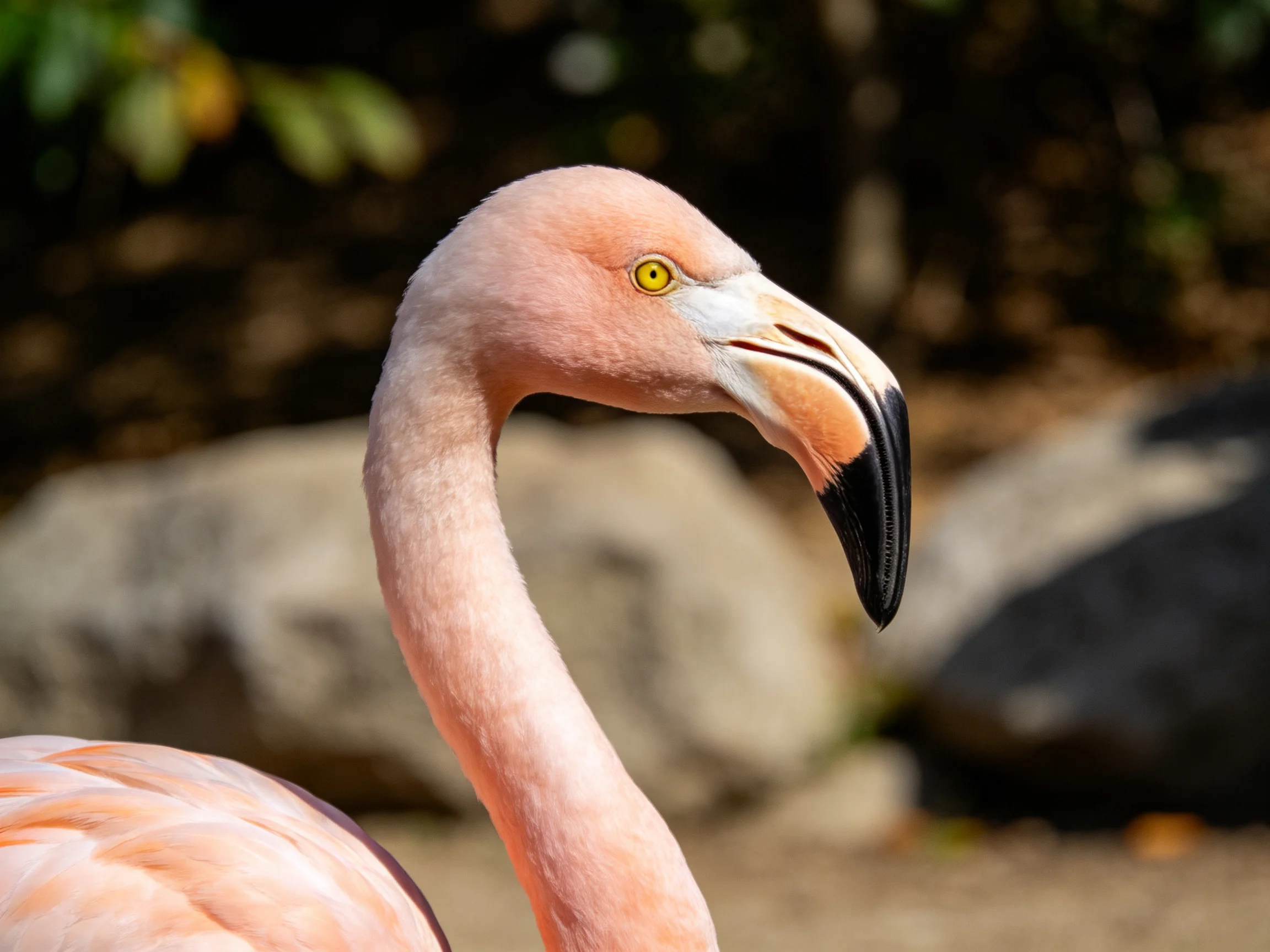 A close - up of a pink flamingo with a curved neck and black - tipped beak