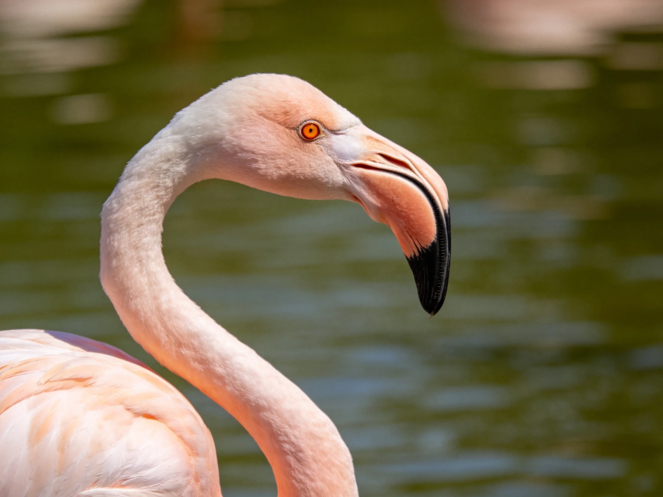 A close - up of a pink flamingo with a curved neck near green water
