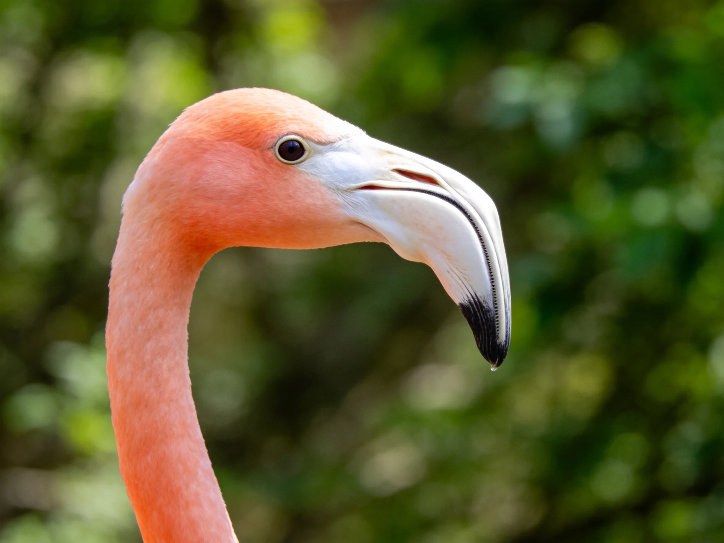 A close-up of a pink flamingo with a curved white beak