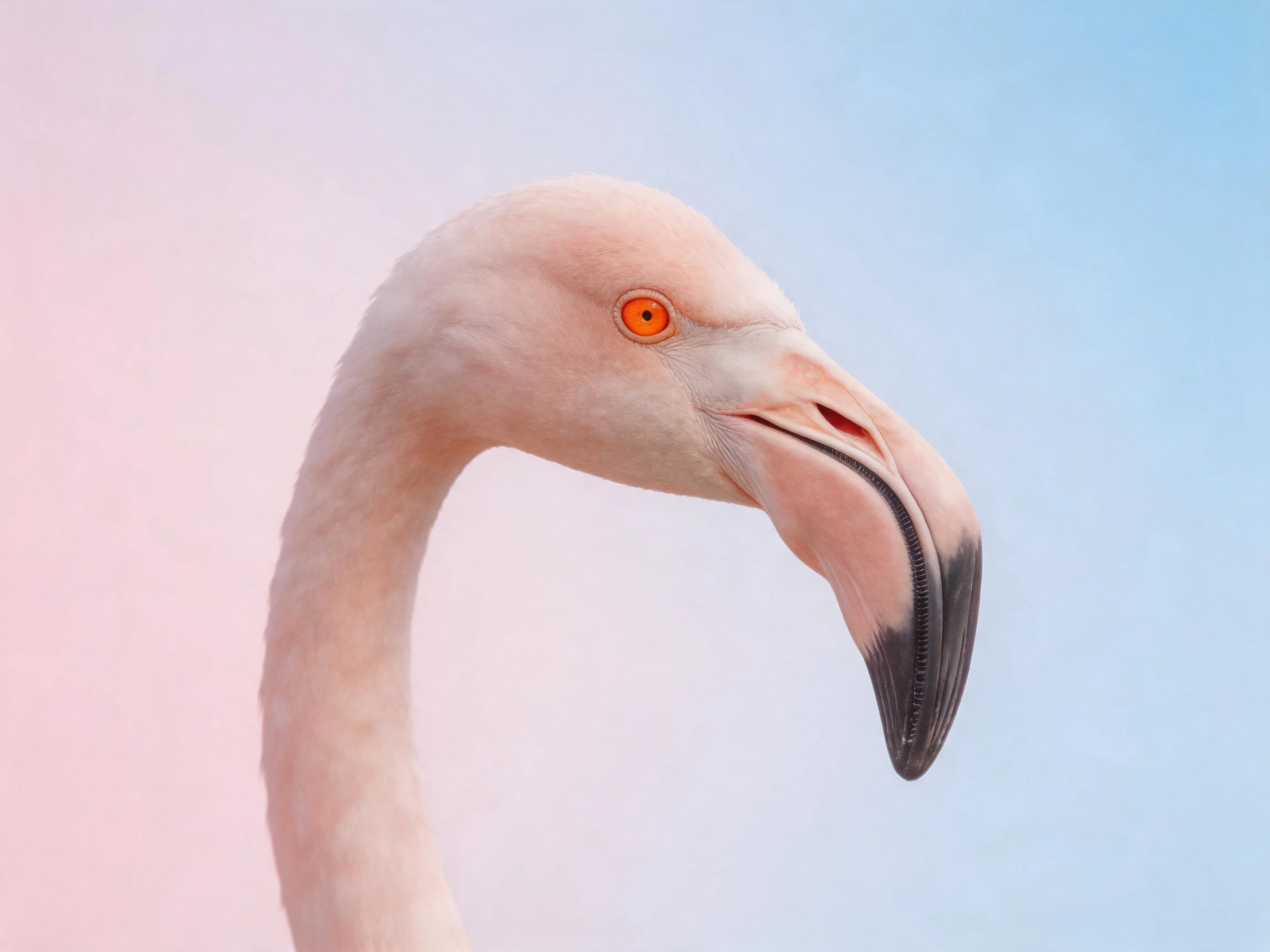 A close - up of a pink flamingo with an orange eye and curved beak