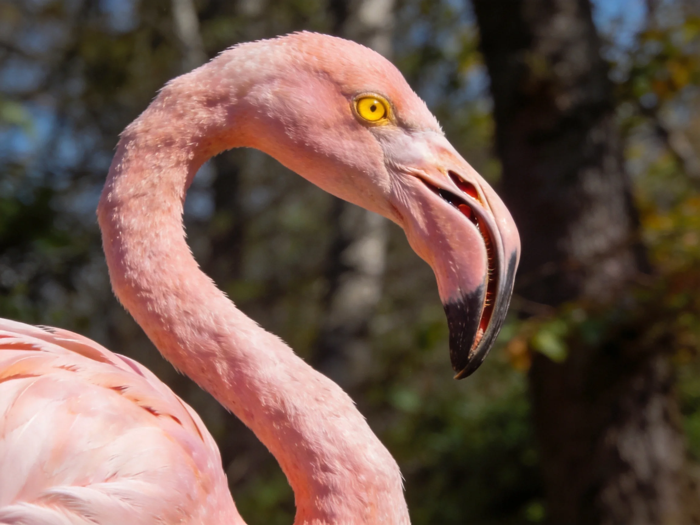 A close-up of a pink flamingo with curved neck and yellow eye
