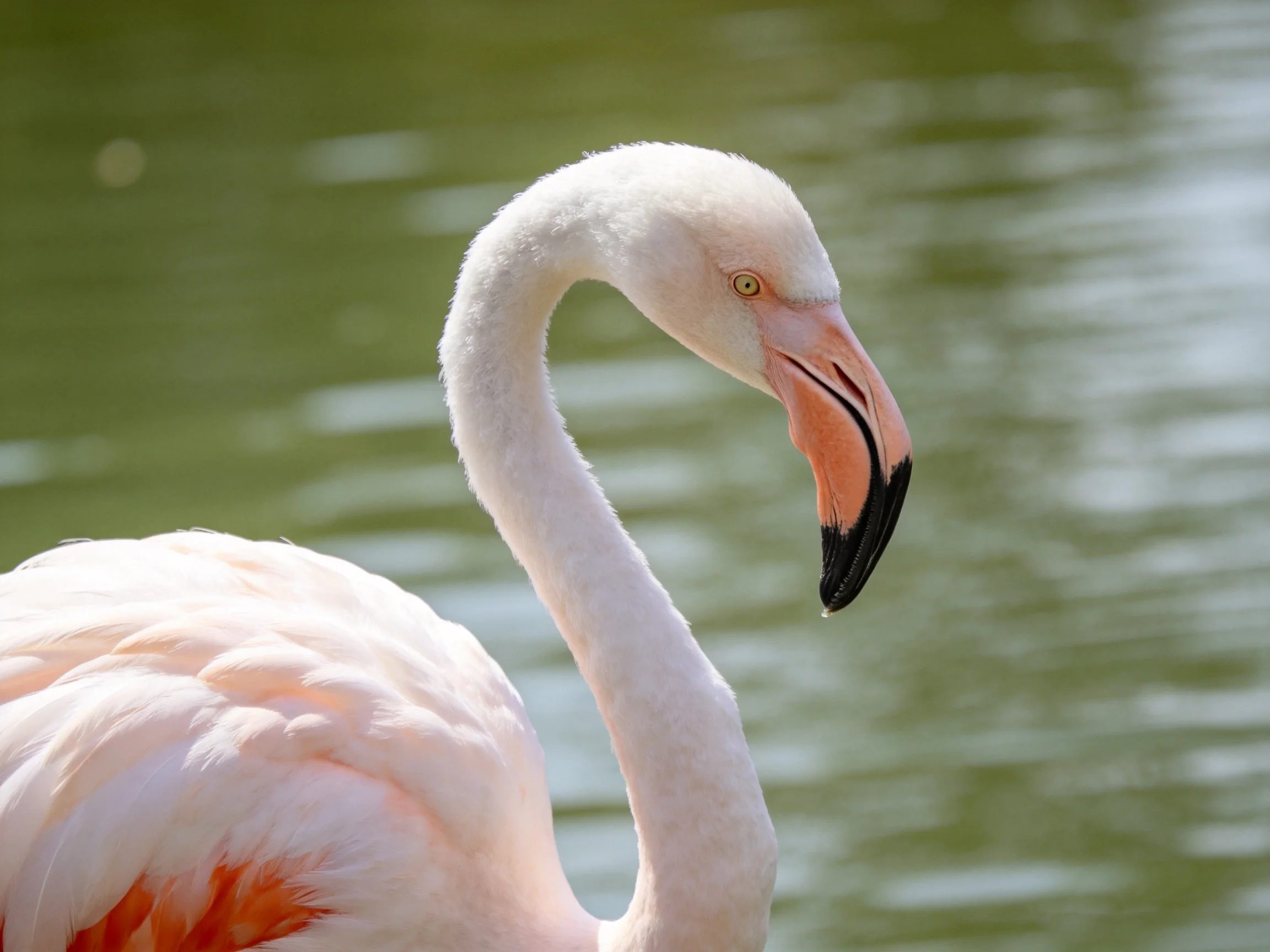 A close - up of a pink flamingo with curved neck by green water