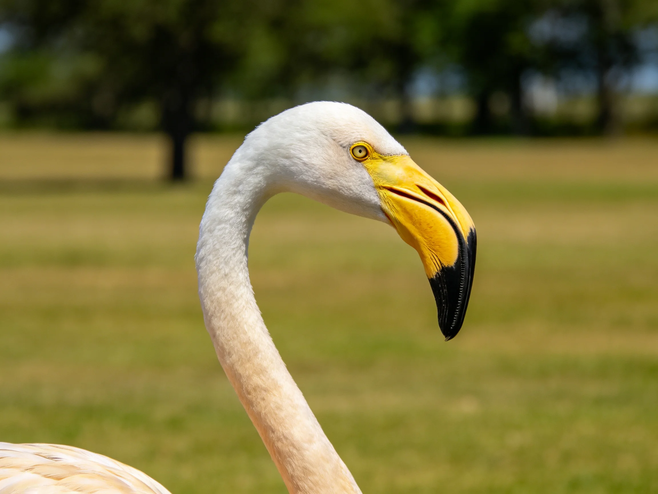 A close-up of a pink flamingo with yellow and black beak