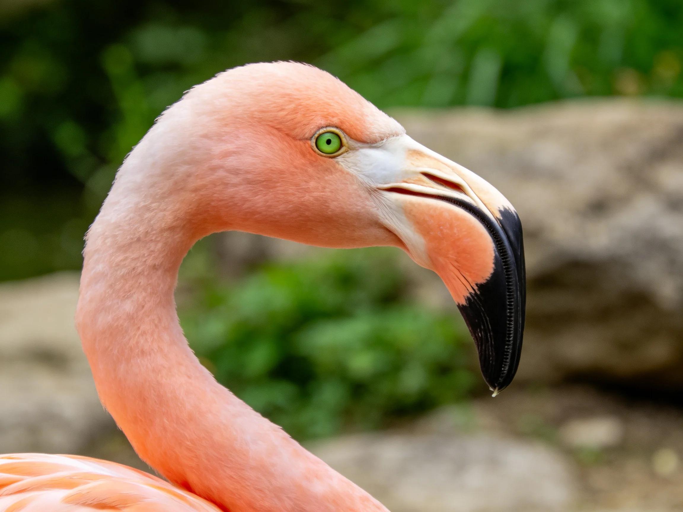 A close - up of a pinkflamingo with a curved neck and black - tipped beak