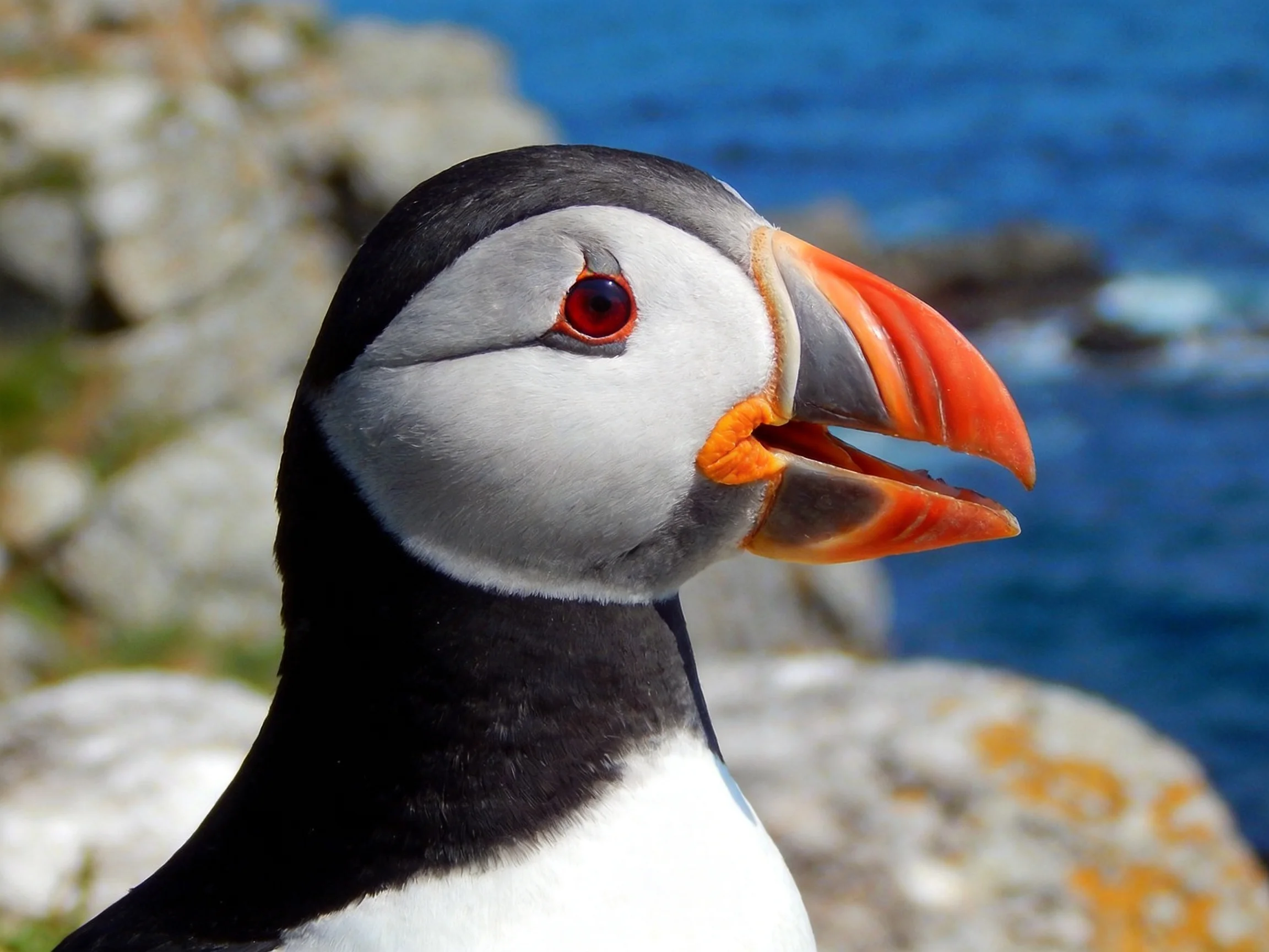 A close - up of a puffin with vibrant orange beak near rocky coastal cliffs