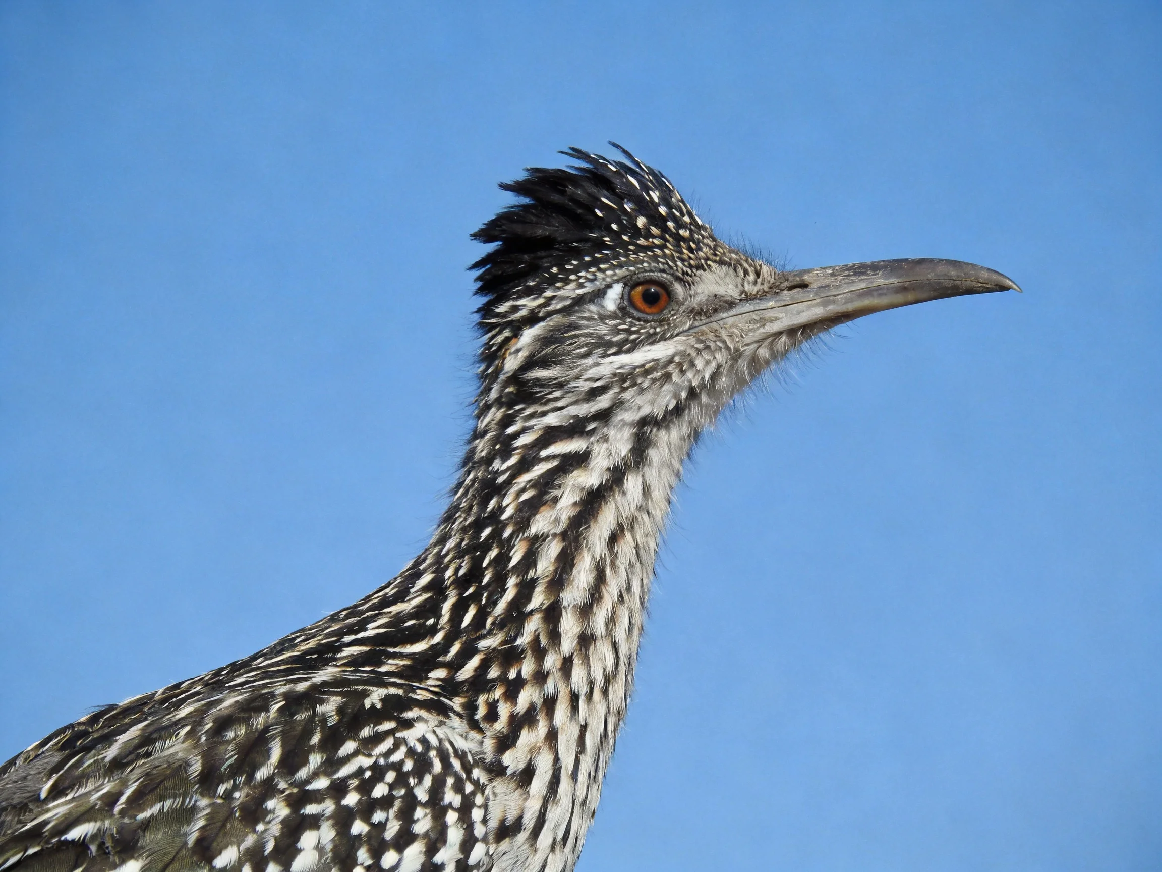 A close - up of a roadrunner with black and white patterned feathers