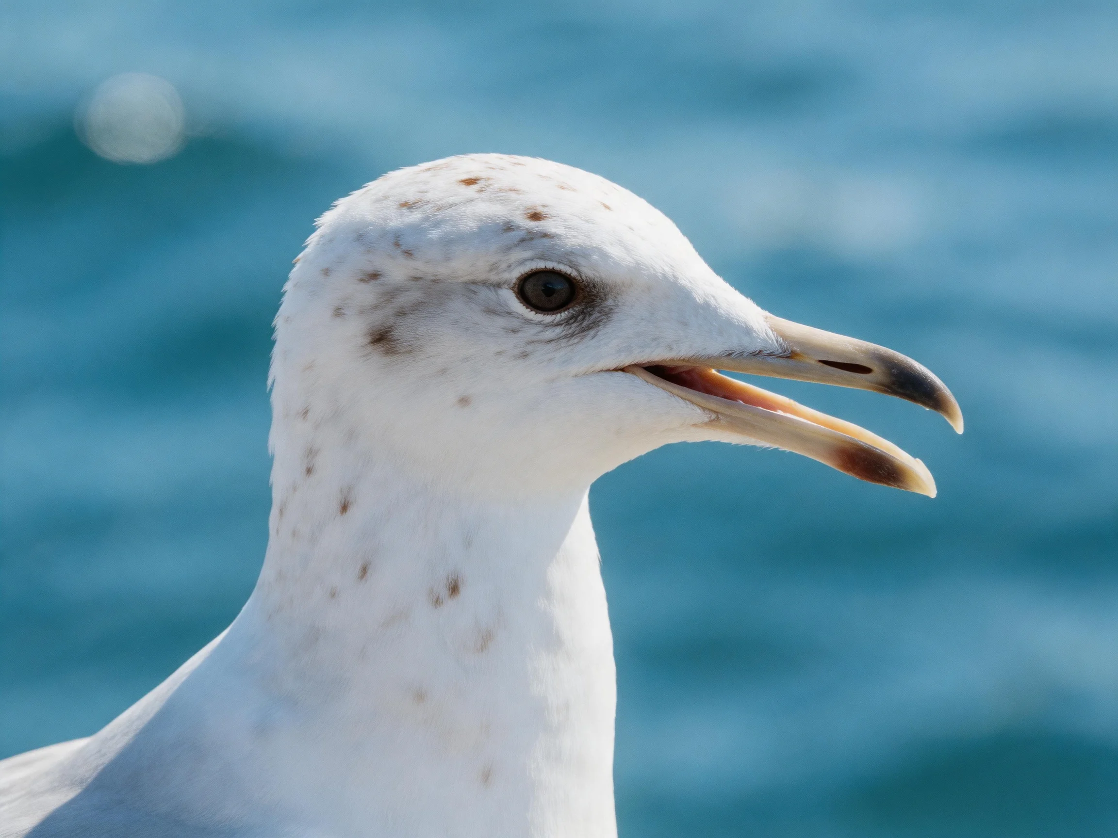 A close - up of a seagull with spotted white feathers near blue water