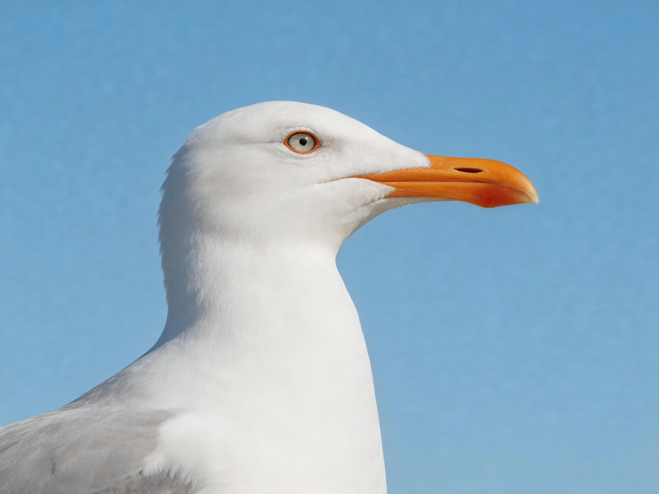 A close-up of a seagull with white feathers and an orange beak against a clear blue sky
