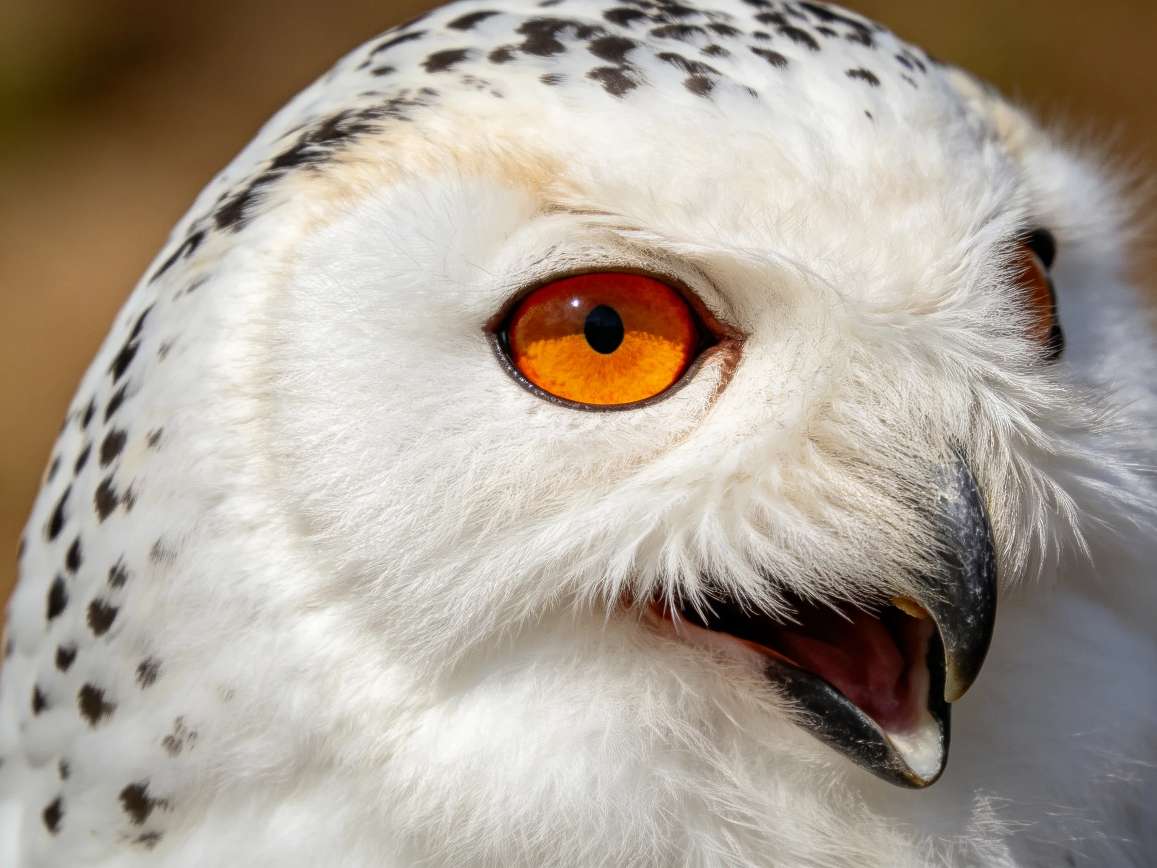 A close - up of a snowy owl showcasing vivid orange eyes