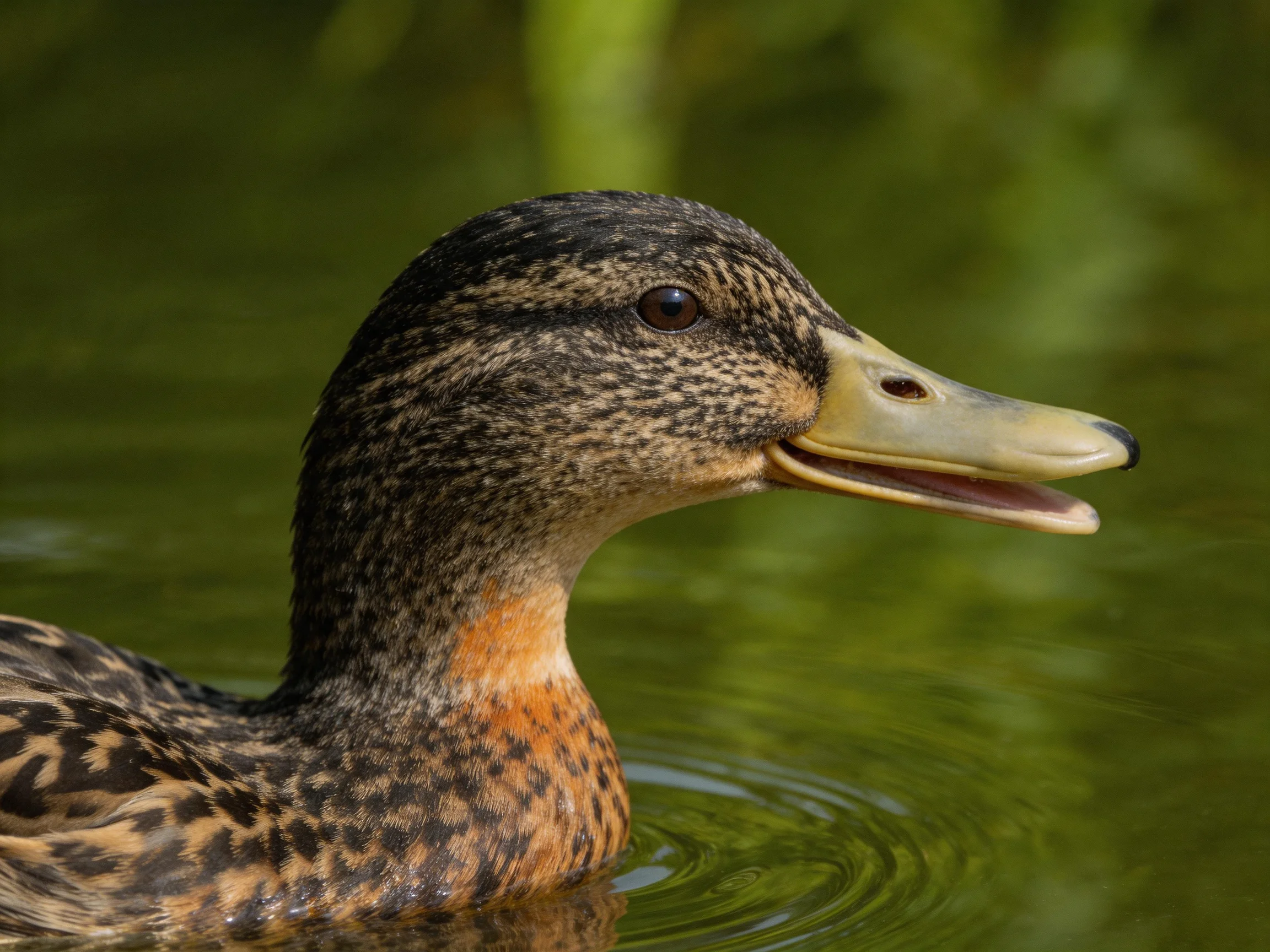 A close - up of a speckled duck swimming in green water