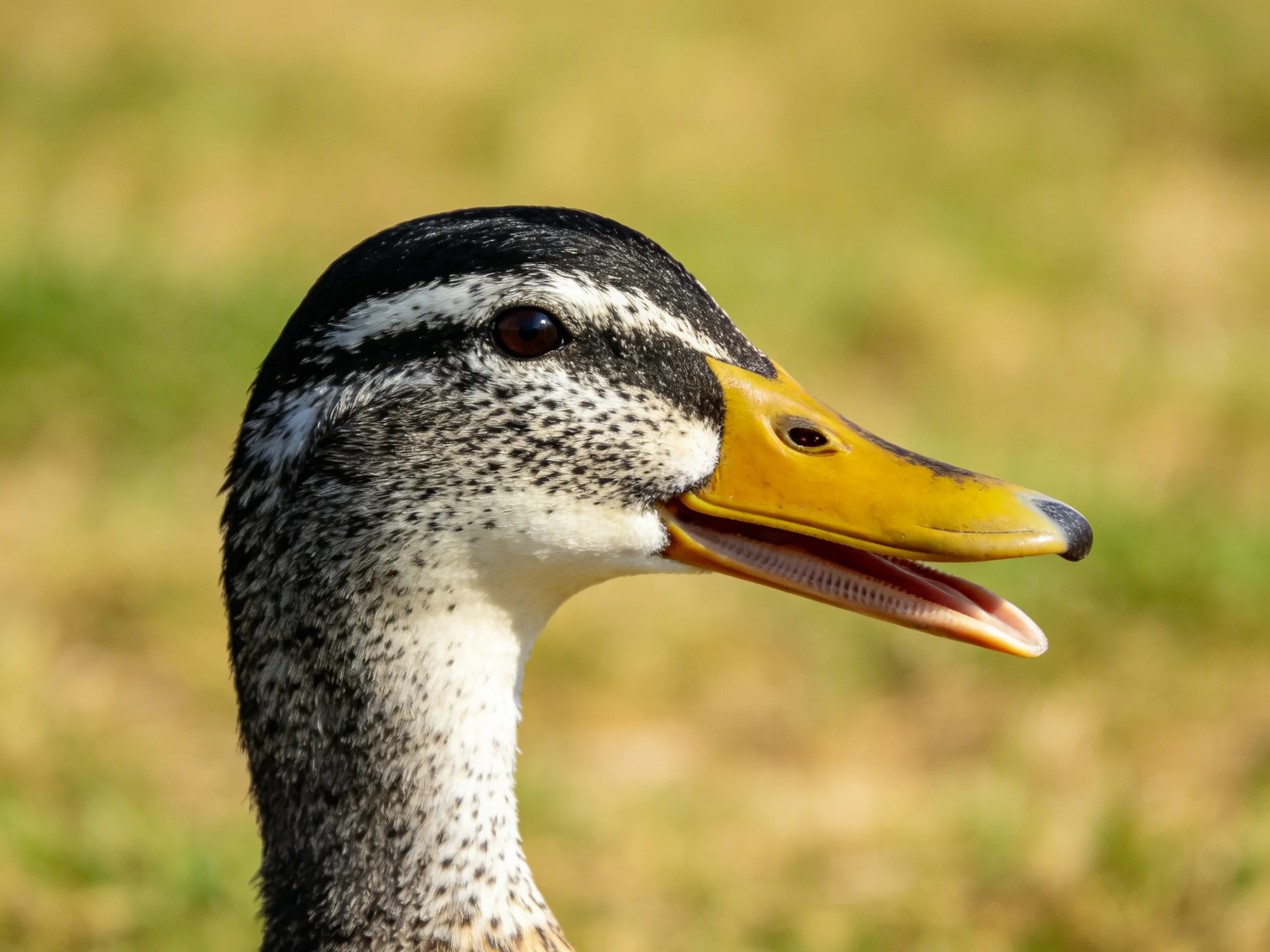 A close-up of a speckled duck with a bright yellow beak