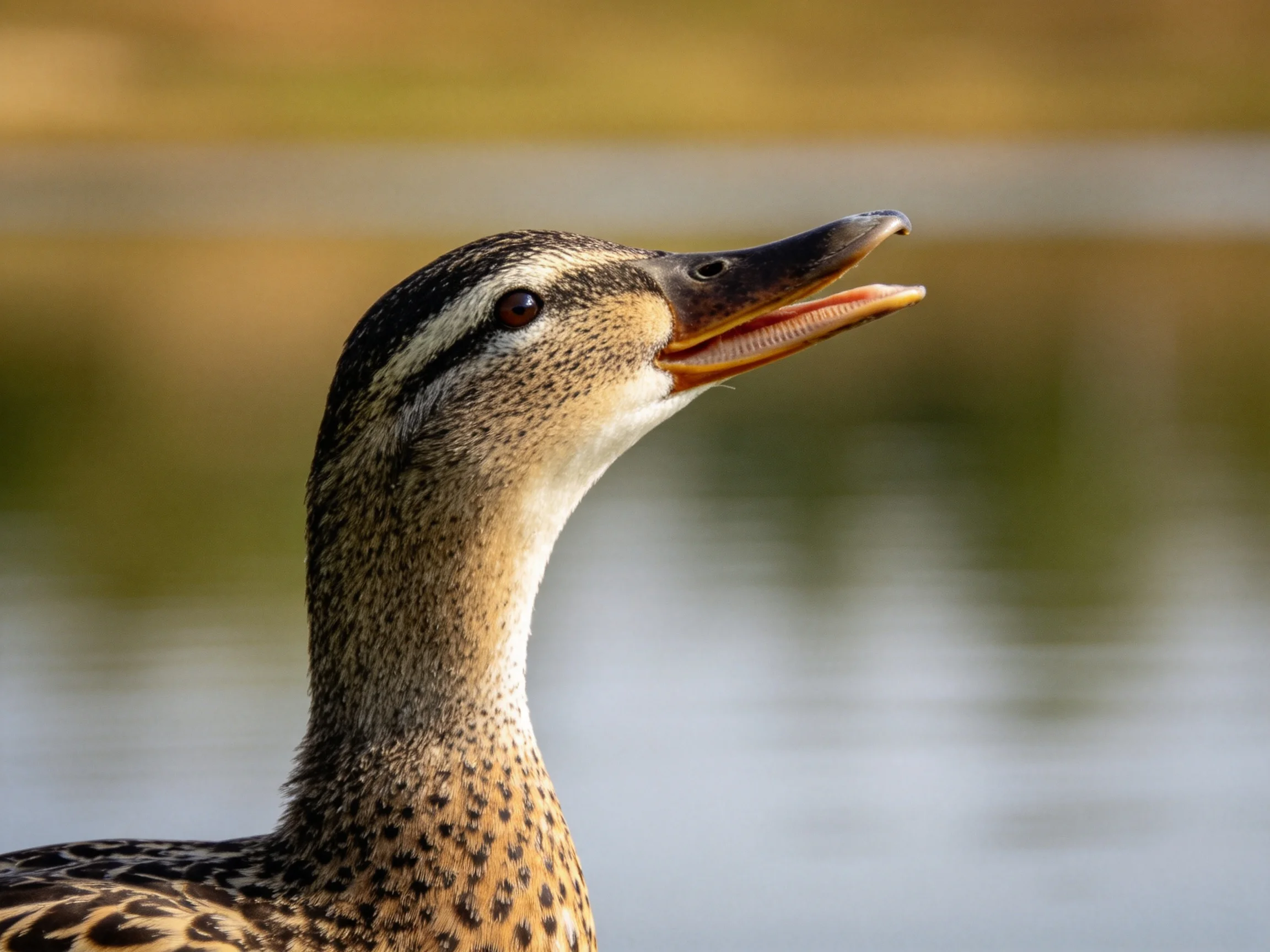 A close - up of a speckled duck with an open beak near calm water