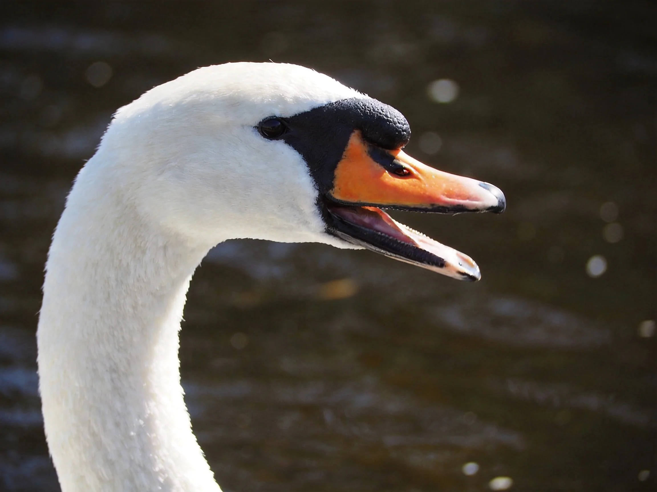 A swan with white feathers and an orange beak is shown up close near water.
