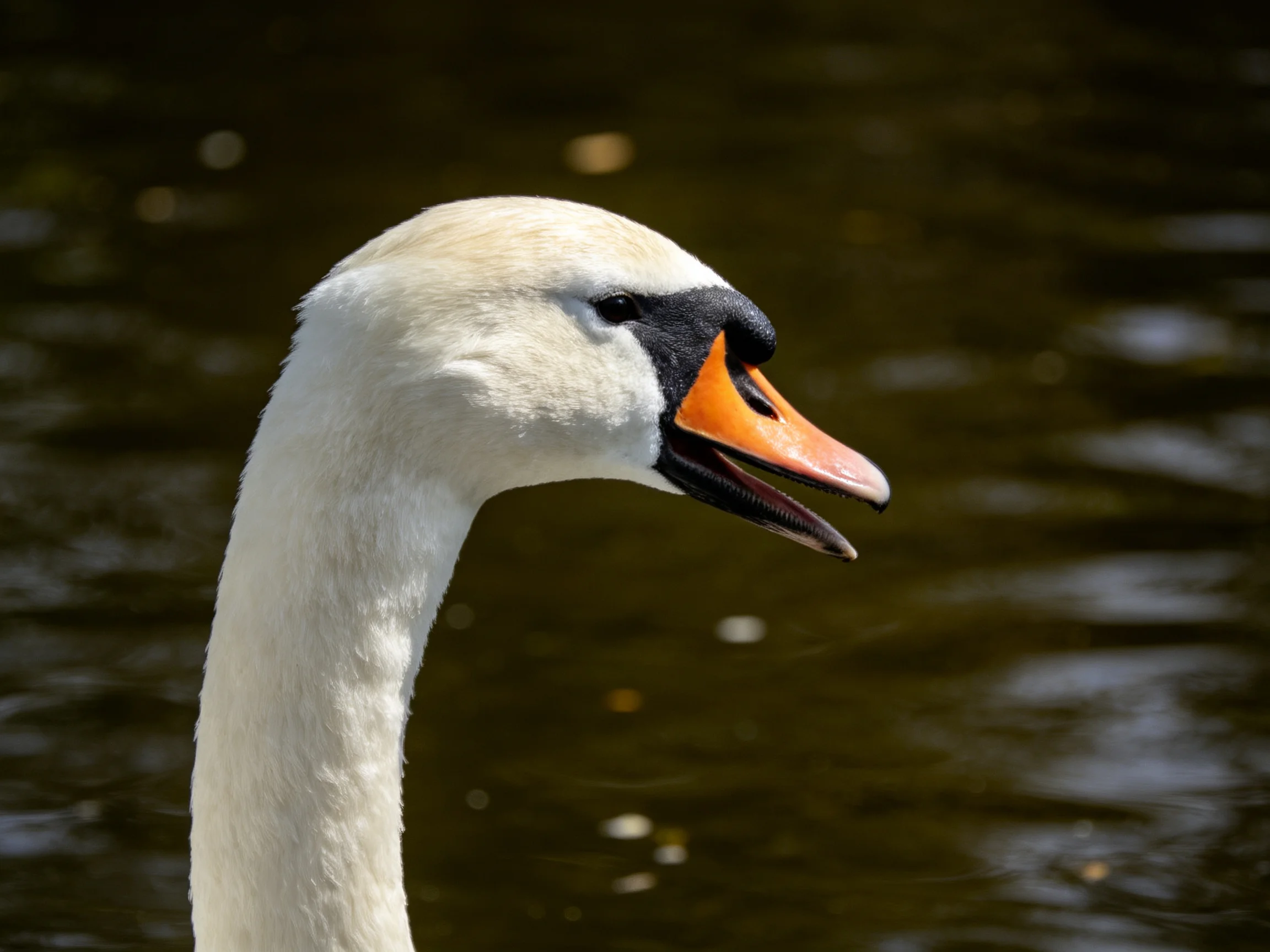 A close - up of a swan with white plumage and an orange beak