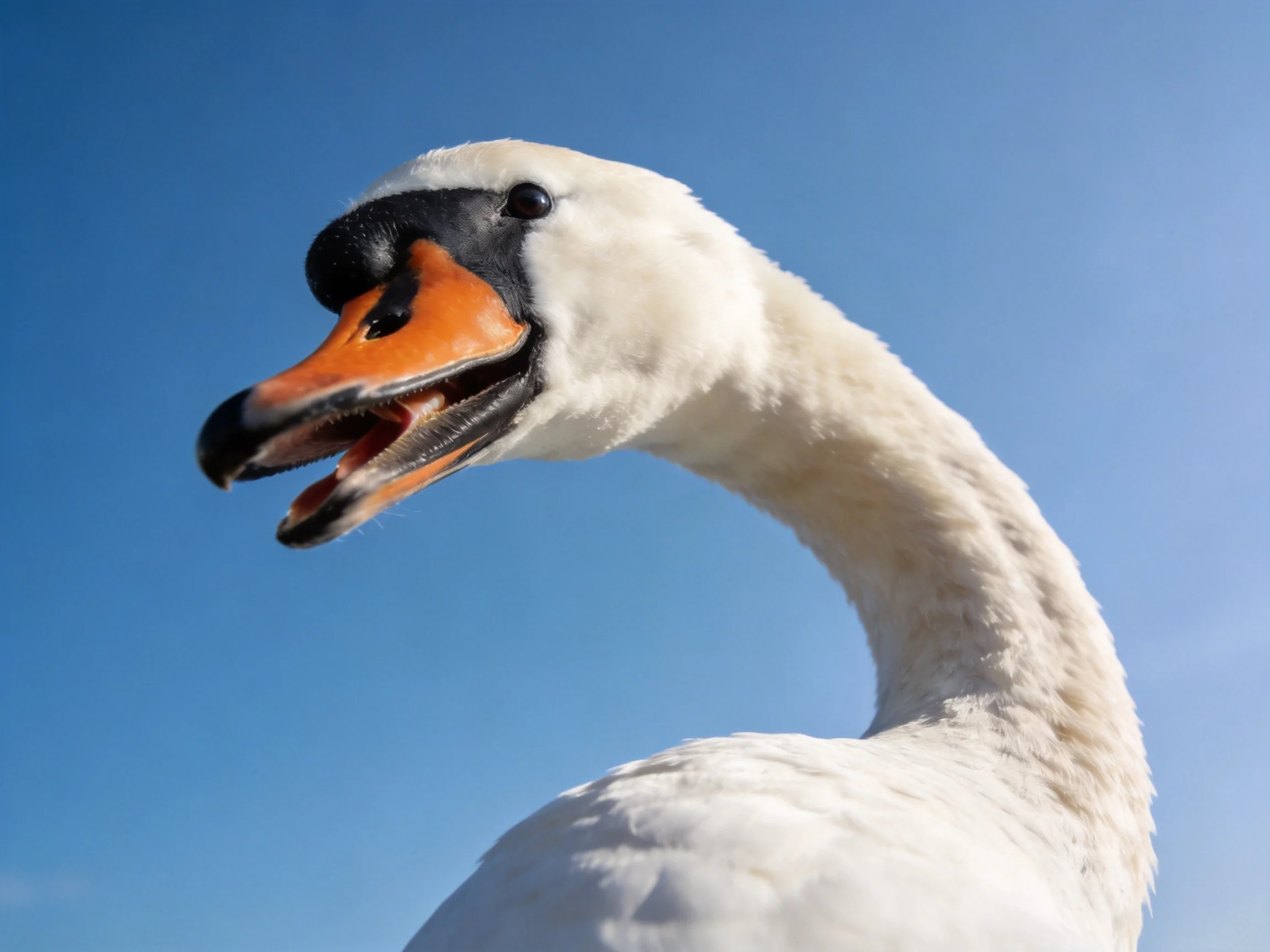 A close - up of a swan with white plumage and an orange beak against a clear blue sky