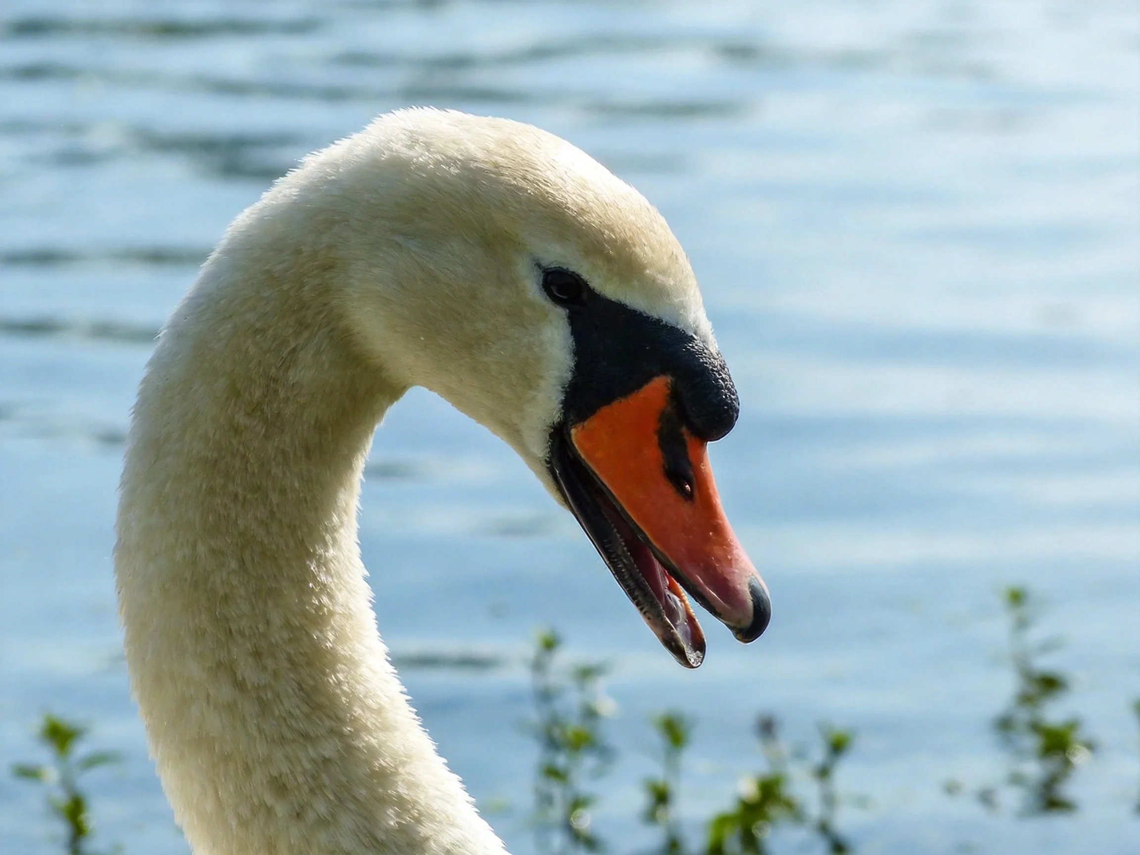 A close - up of a swan with white plumage and an orange beak by calm water