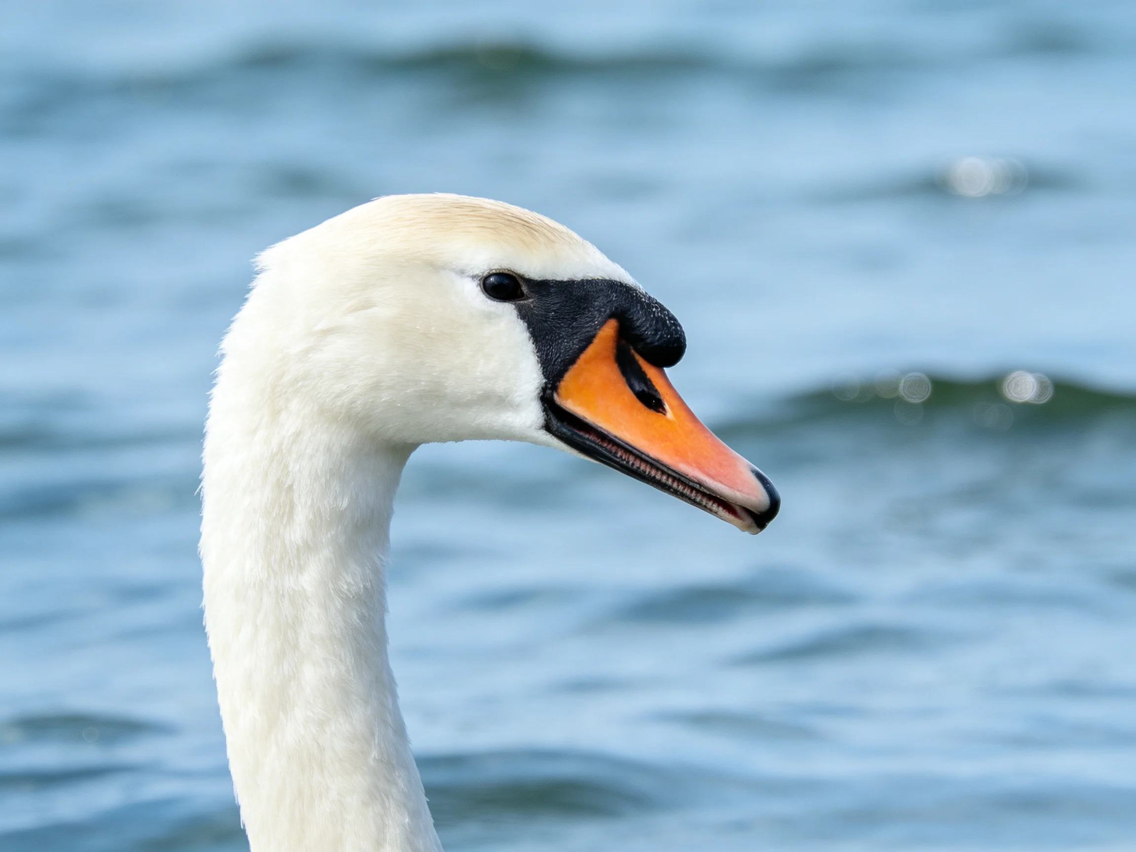 A swan with white feathers and an orange beak is near calm blue water.