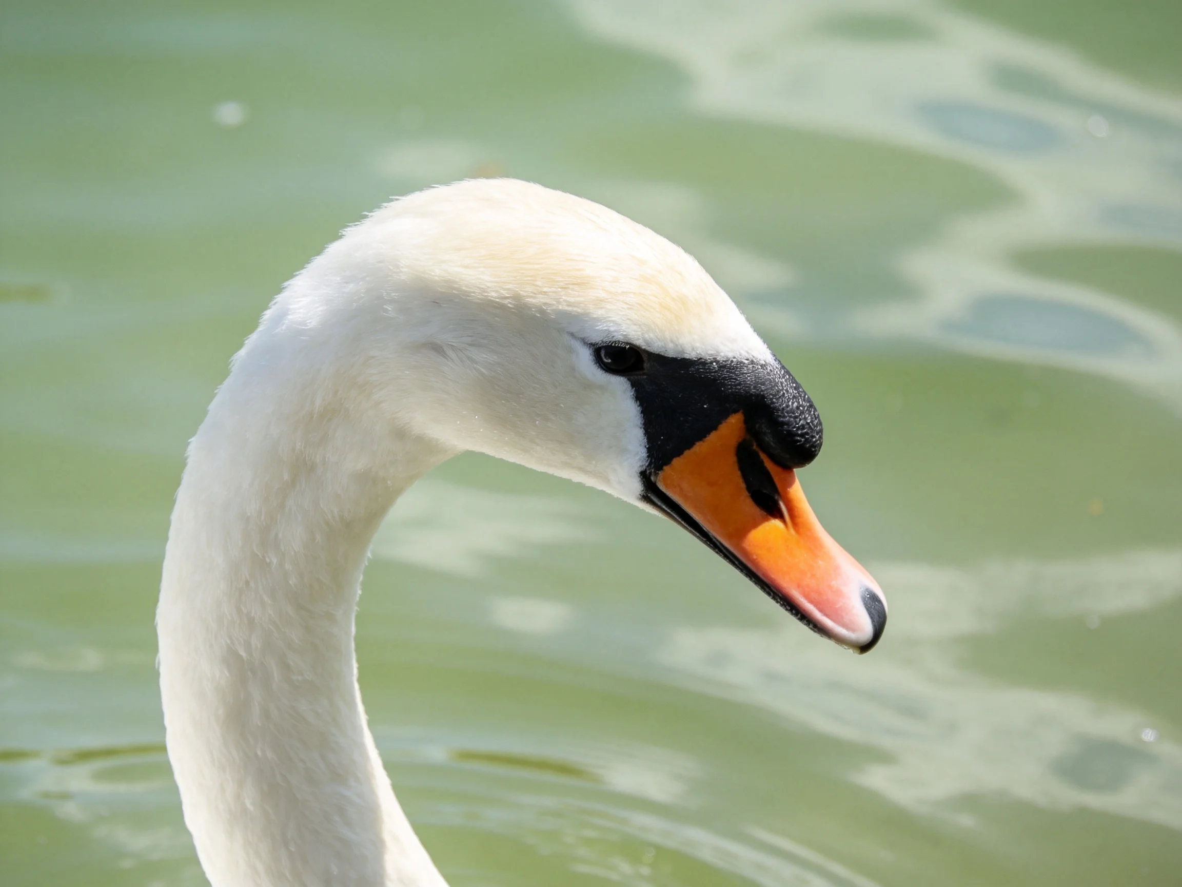 A swan with white plumage and an orange beak is near green water.