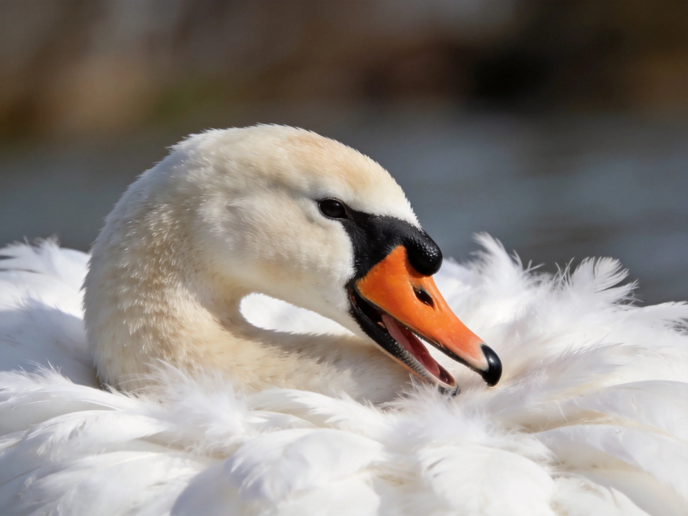A close - up of a swan with white plumage and an orange beak
