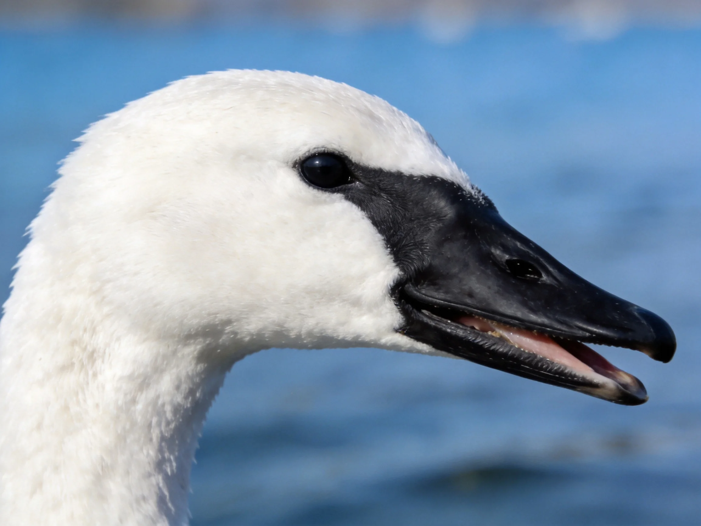 A close - up of a swan with white plumage and black beak by blue water