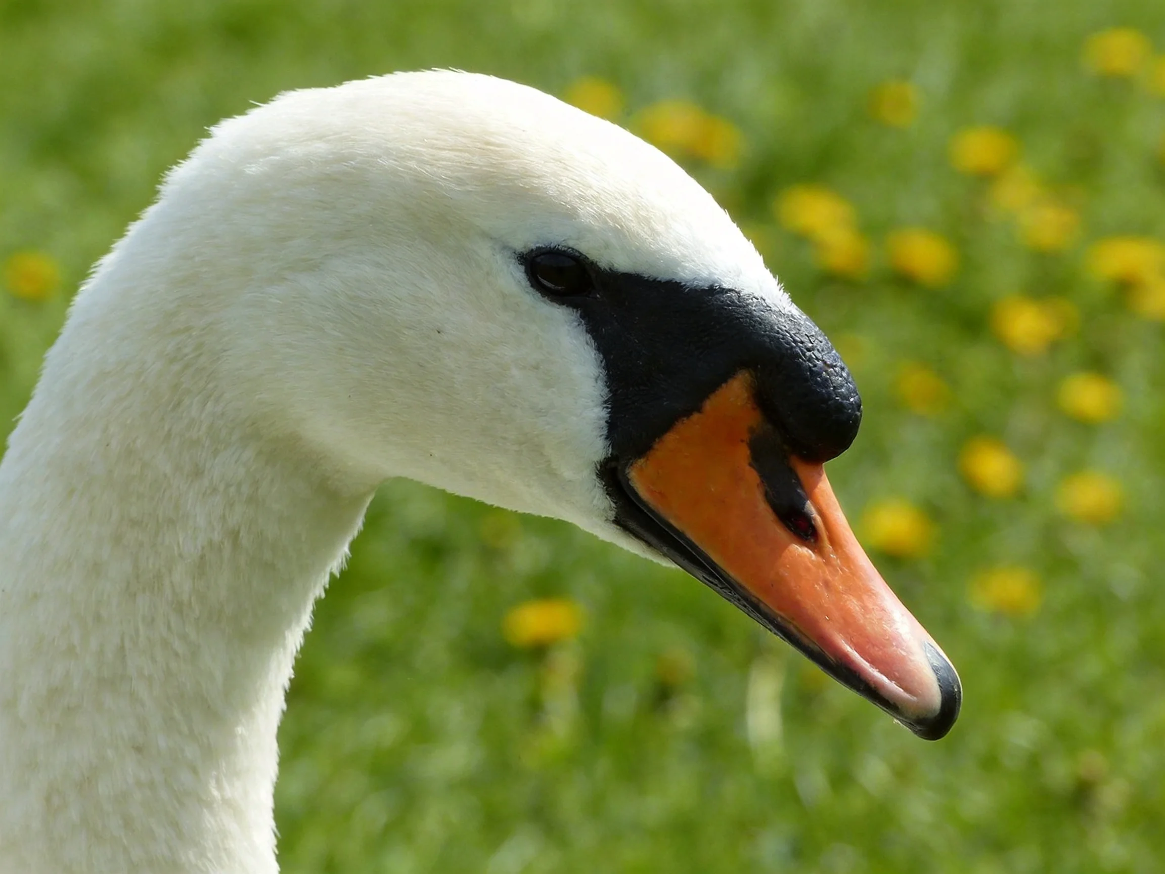 A close-up of a swan with white plumage, black facial markings, and an orange beak