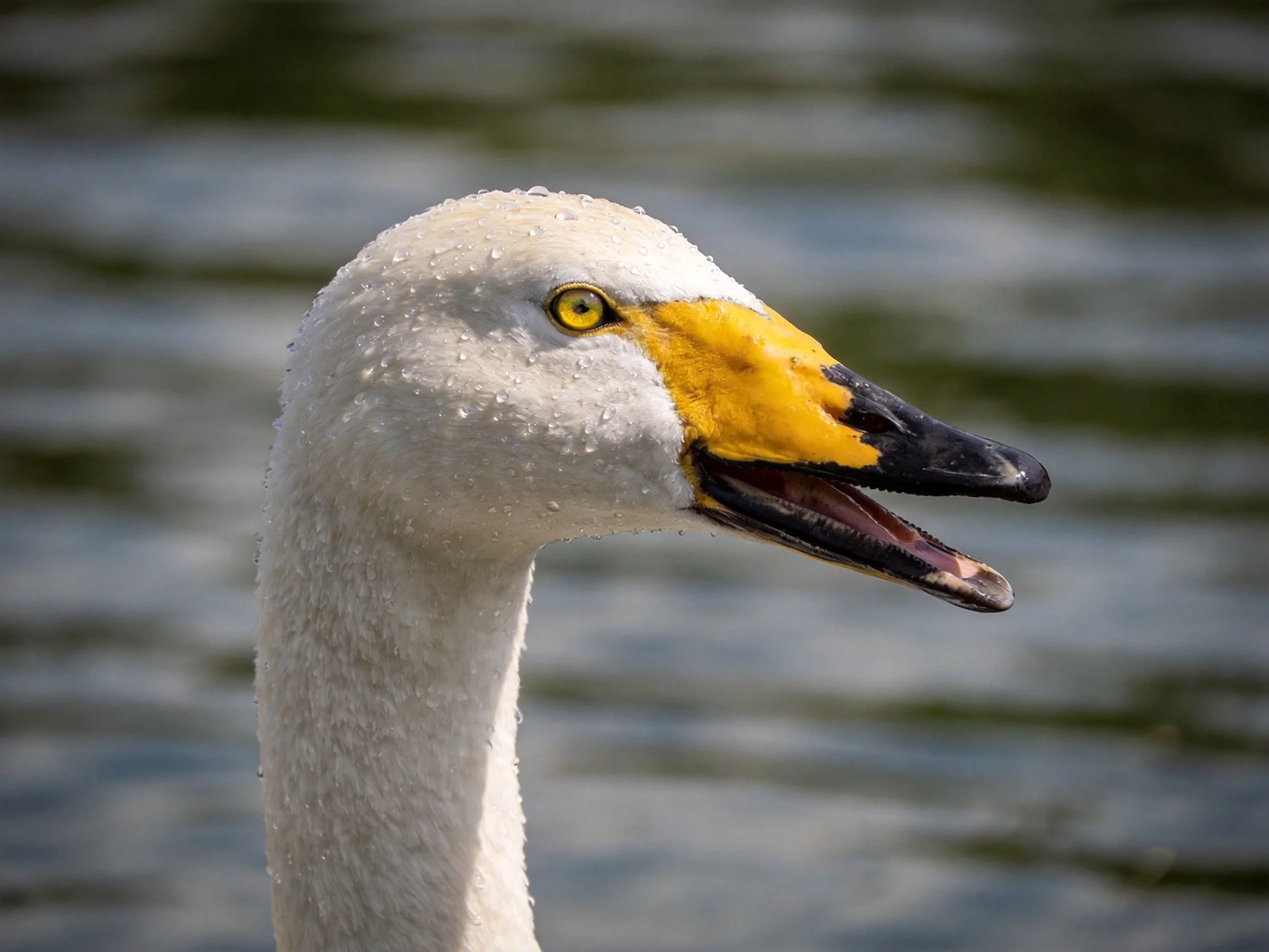 A swan with a yellow beak and water droplets is near water.