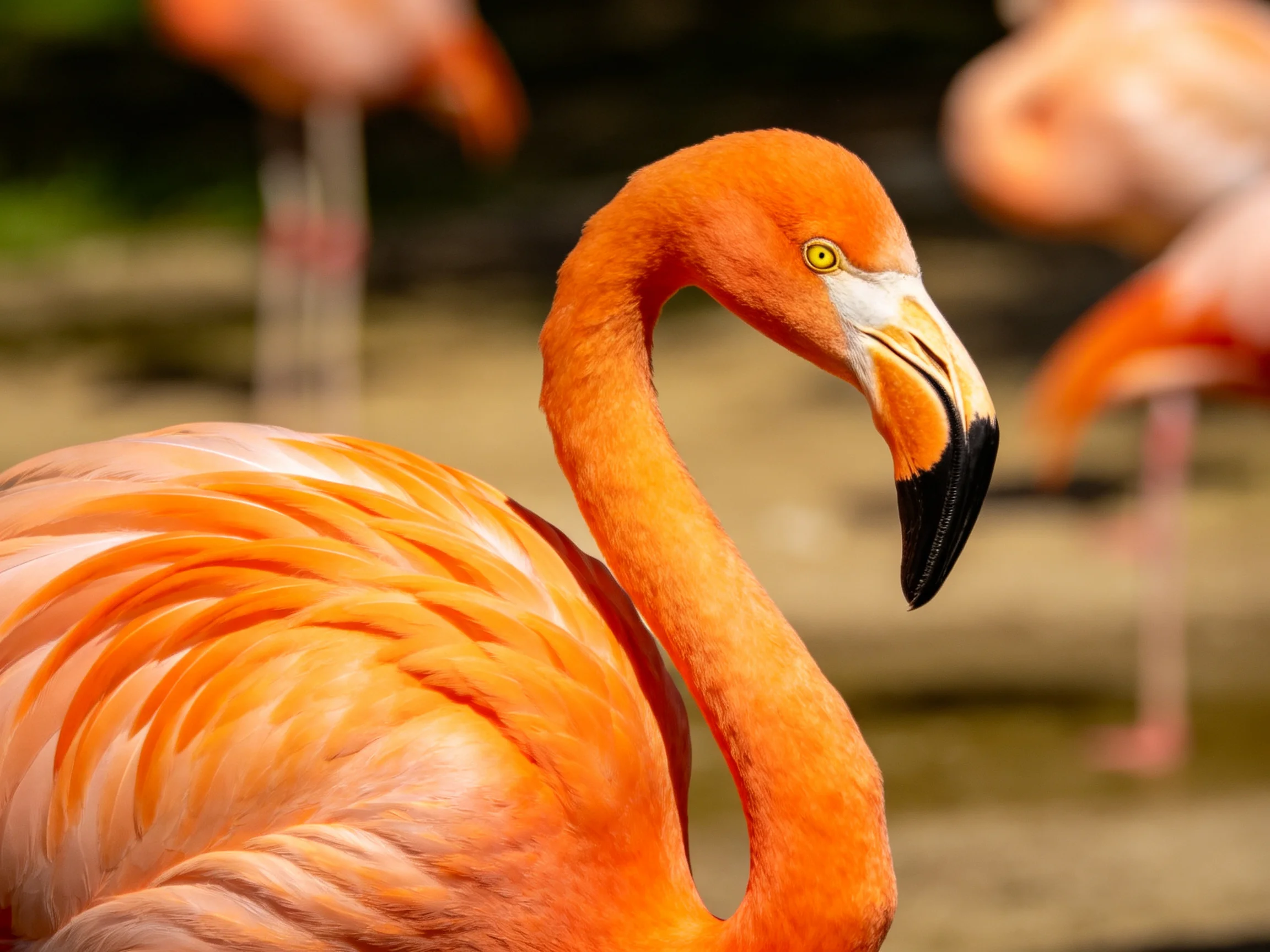 A close - up of a vibrant orange flamingo with pink plumage