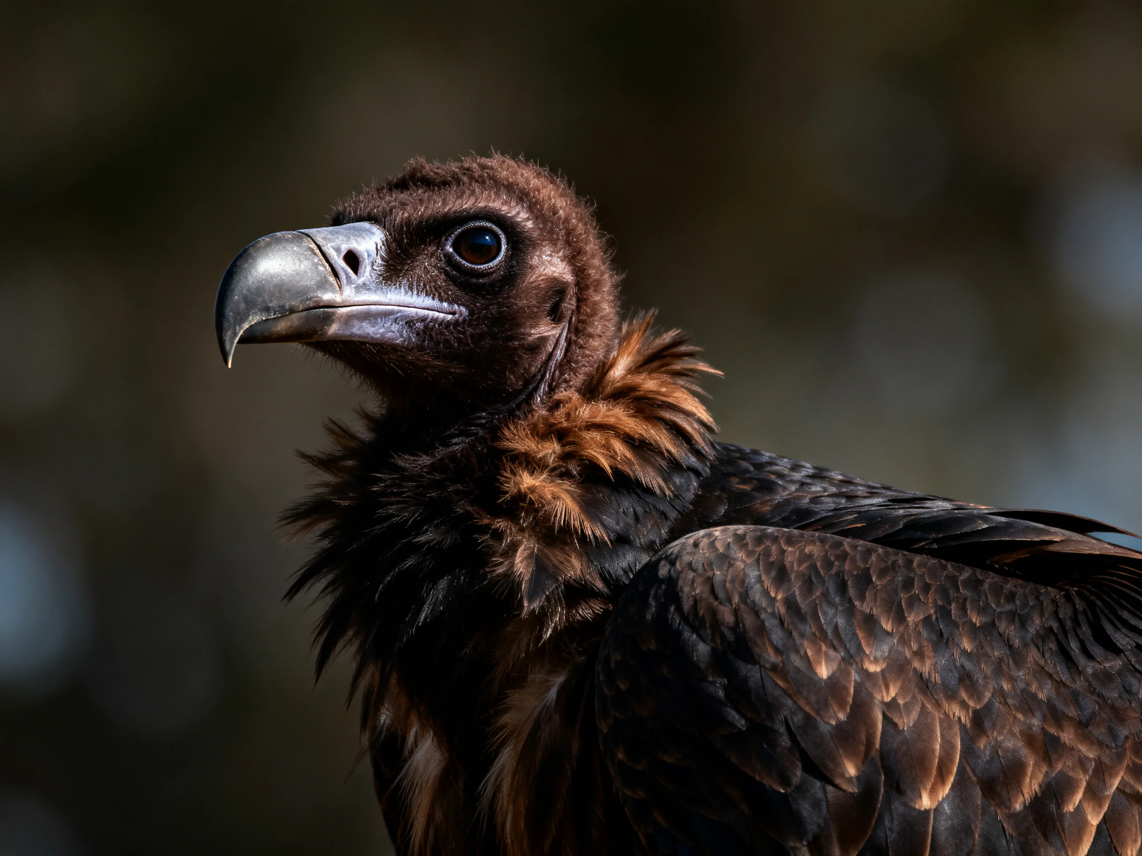 A close-up of a vulture with dark brown and golden feathers