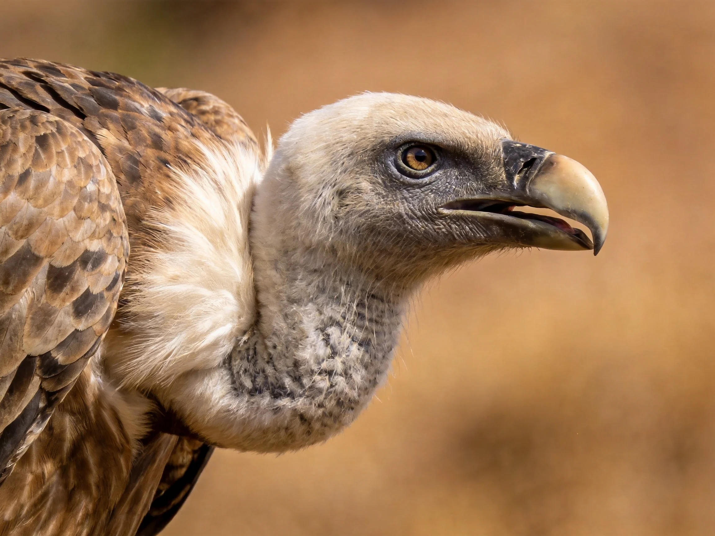 A close-up of a vulture with light gray head and brown patterned wings