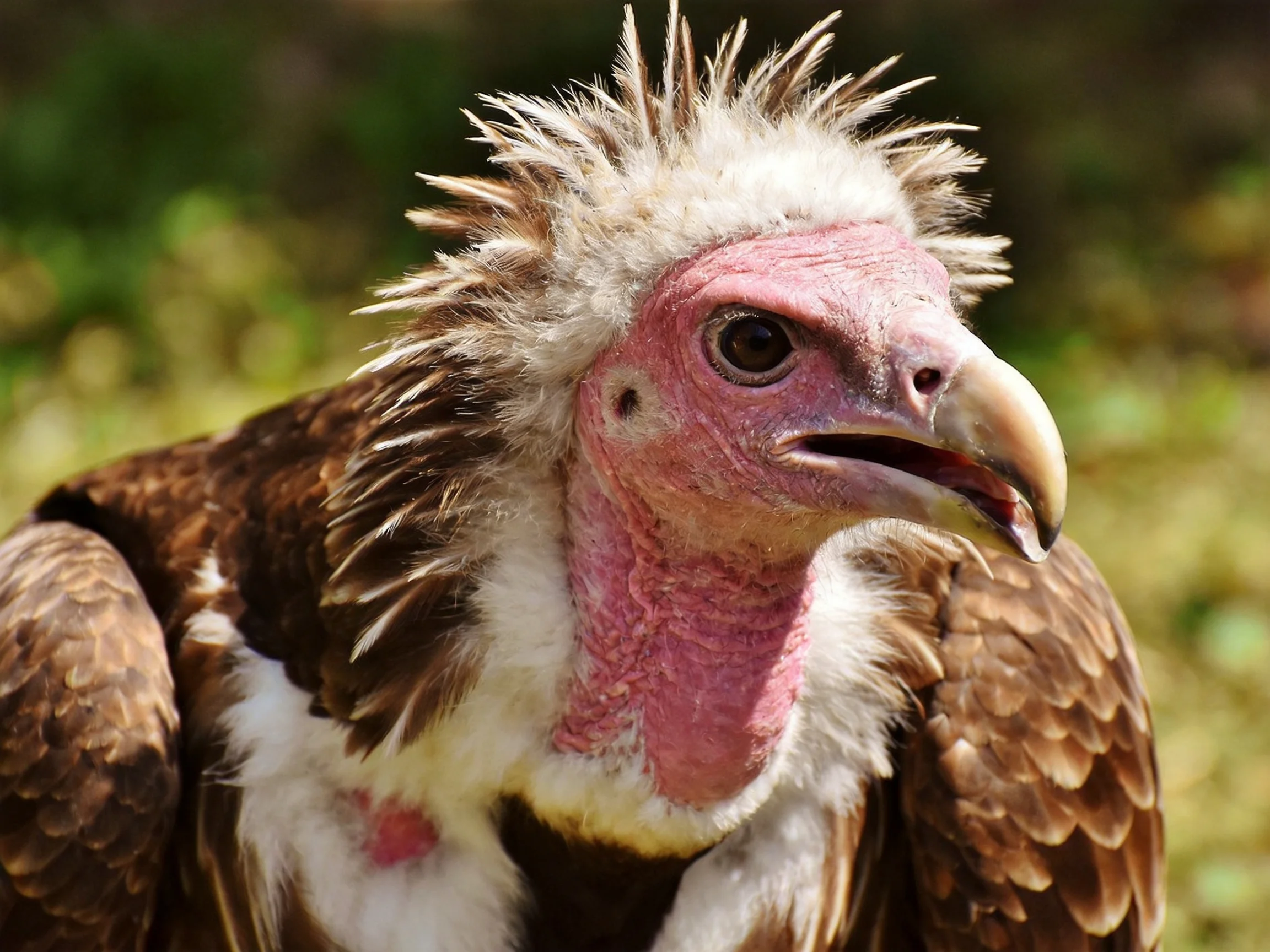 A close - up of a vulture with pink neck, spiky white head, and brown wings